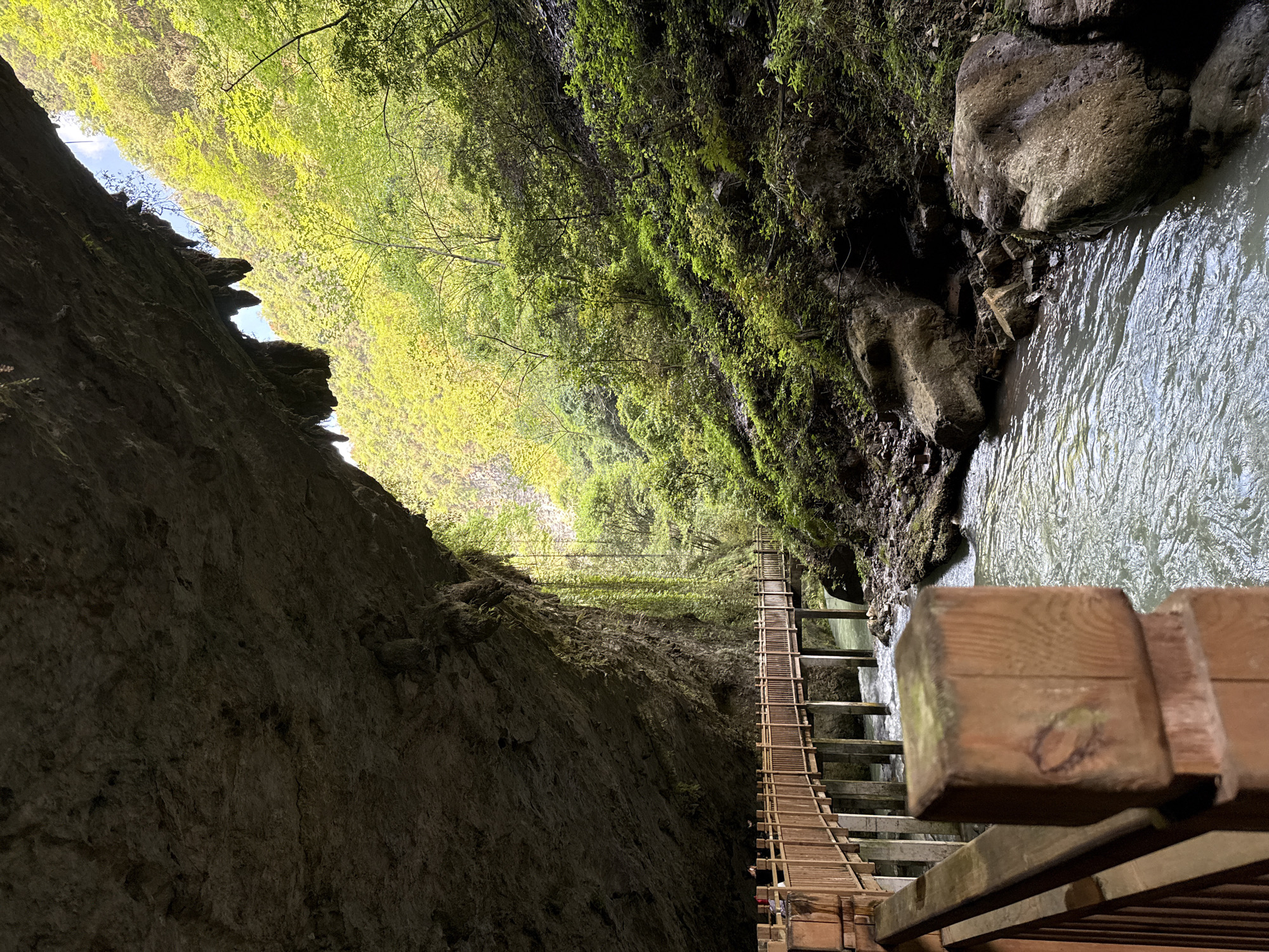 The image presents a wooden plank trail clinging to a steep cliffside within a narrow gorge. The trail is constructed with evenly spaced rungs. A swiftly flowing stream snakes along the right side of the frame. Moss-covered rocks are visible adjacent to the water's edge. Dense green foliage thrives above and across the gorge, partially obscuring the sky. A rocky cliffside dominates the left side of the image, plunging into shadow. The image is taken from a point on the trail itself, looking along its path. Based on its architectural features and natural context, this location is the plank trail in Zhangjiajie, China.