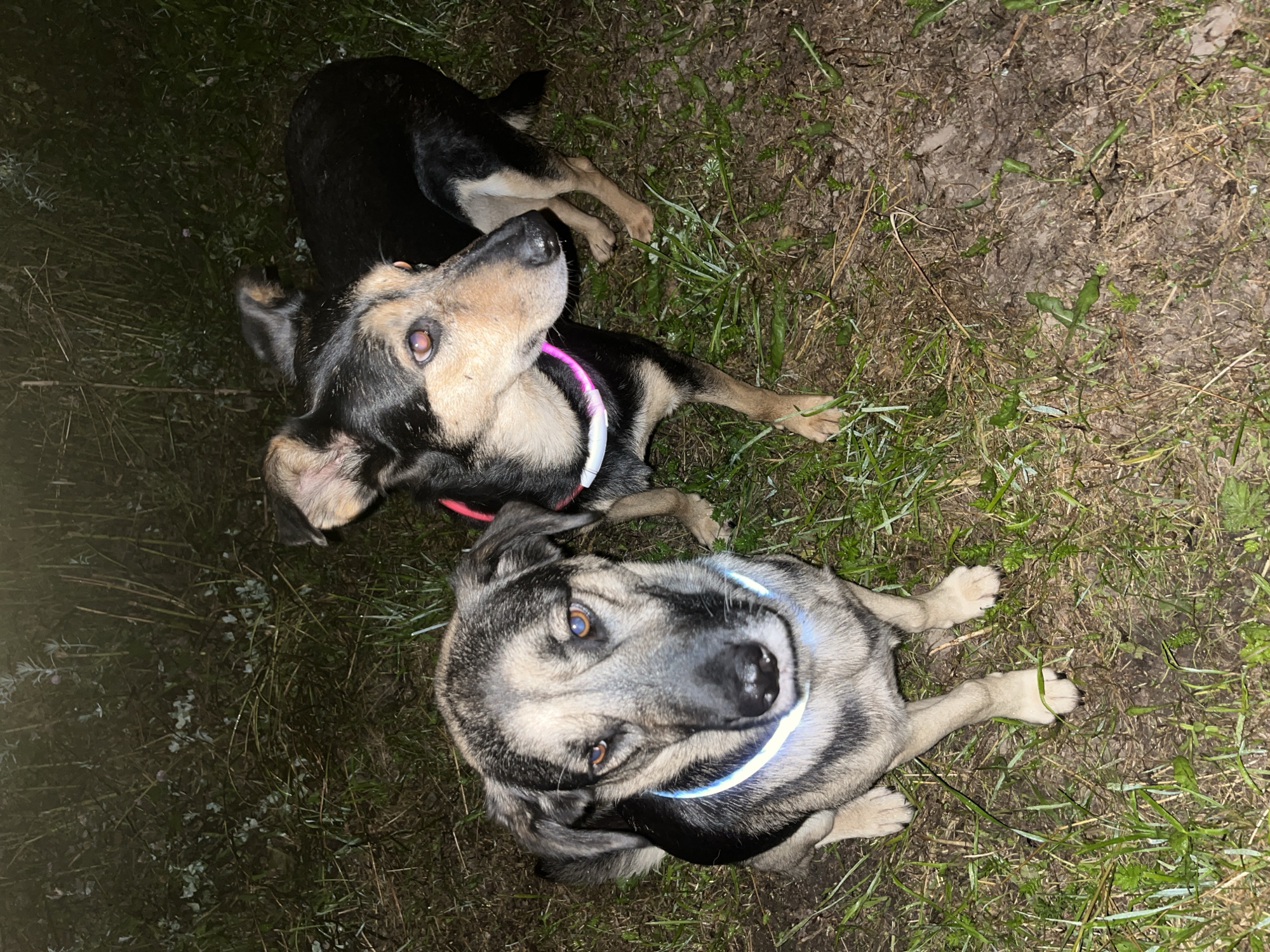 Two dogs are outdoors in a grassy, muddy area at night. The dog in the foreground is a medium-sized, mixed-breed dog with a grey, black, and tan coat. It is sitting and looking directly at the camera. It is wearing a glowing blue collar. The dog in the background is also a medium-sized, mixed-breed dog with a black, tan, and white coat. It is standing and looking to the right. It is wearing a glowing pink and white collar. The ground is covered in grass and mud, and there are some sparse, dry plants in the background. The lighting suggests artificial light sources, possibly from a camera flash or external lights. There is no identifiable location within Nizhny Tagil, Russia, visible in the image.