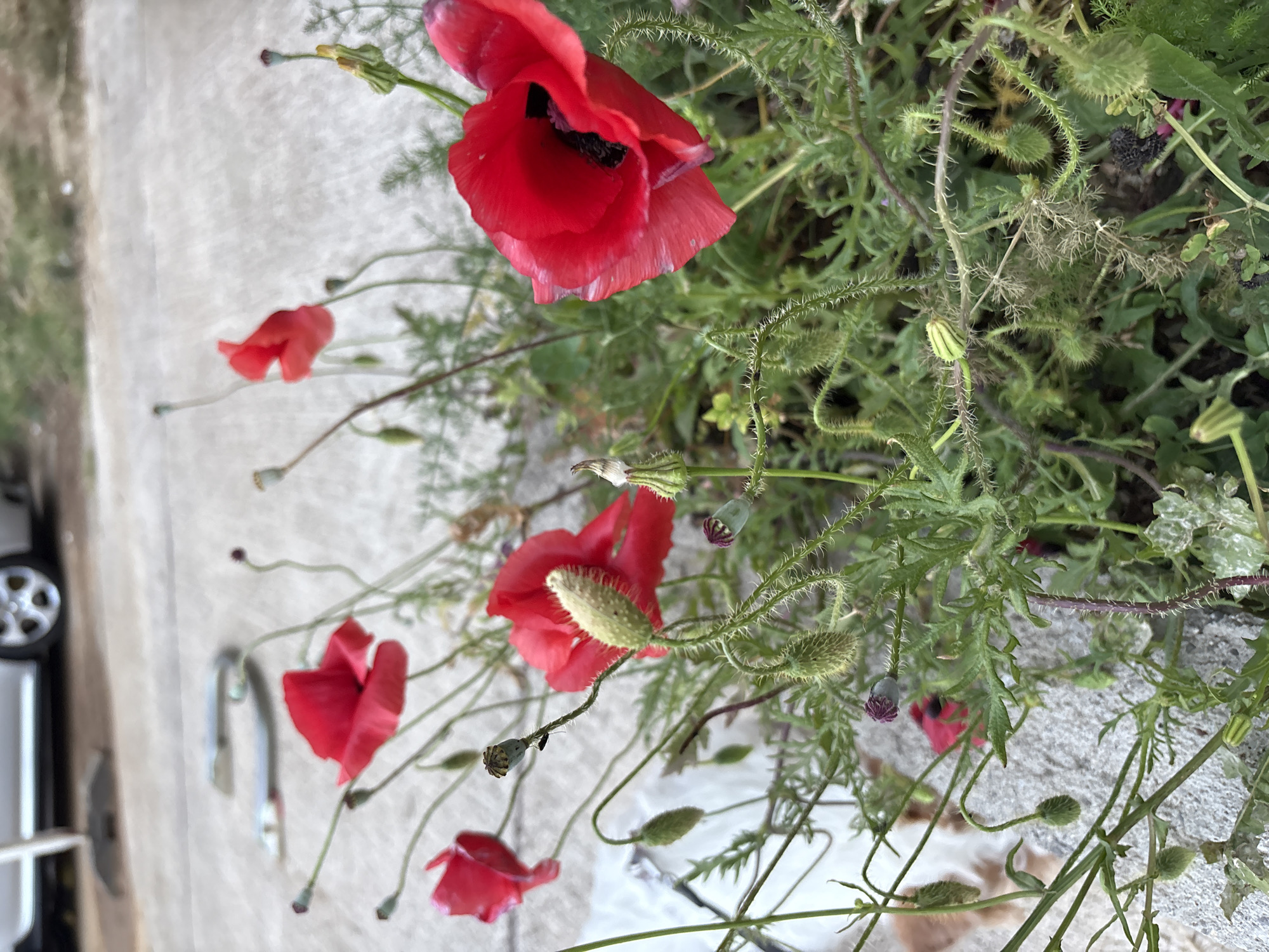 A close-up, slightly rotated shot focuses on a cluster of red poppy flowers and associated greenery. Several poppies are in full bloom, displaying their vibrant red petals and dark centers. Numerous buds and seed pods are visible, with some exhibiting a spiky texture. The surrounding vegetation features fine, fern-like leaves intermingled with broader foliage. In the background, a pale gray surface suggests a pavement or concrete structure. The image was captured in Bečići, Montenegro. Part of a vehicle wheel is visible in the left side of the image.