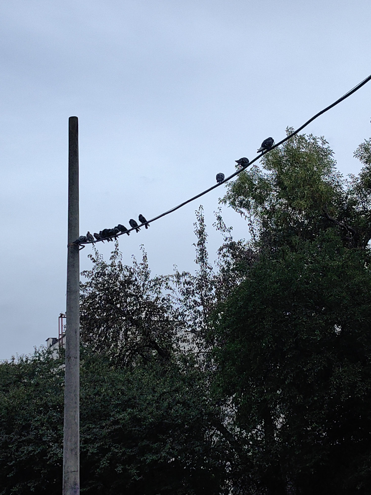 A flock of pigeons is perched on a dark electrical wire that stretches diagonally across the frame. The wire is supported by a tall, gray concrete pole on the left side of the image. The pigeons are silhouetted against a pale, overcast sky, making it difficult to discern individual details. Below the wire and pole, a dense arrangement of dark green trees fills the lower half of the image, obscuring any ground-level details. The overall scene suggests an urban environment, likely a park or a residential area within Minsk, Belarus, given the presence of electrical infrastructure and mature trees. The lighting is muted, indicating either an early morning, late evening, or a heavily overcast day. There are no visible people or human activity, and the focus is solely on the birds and their setting.