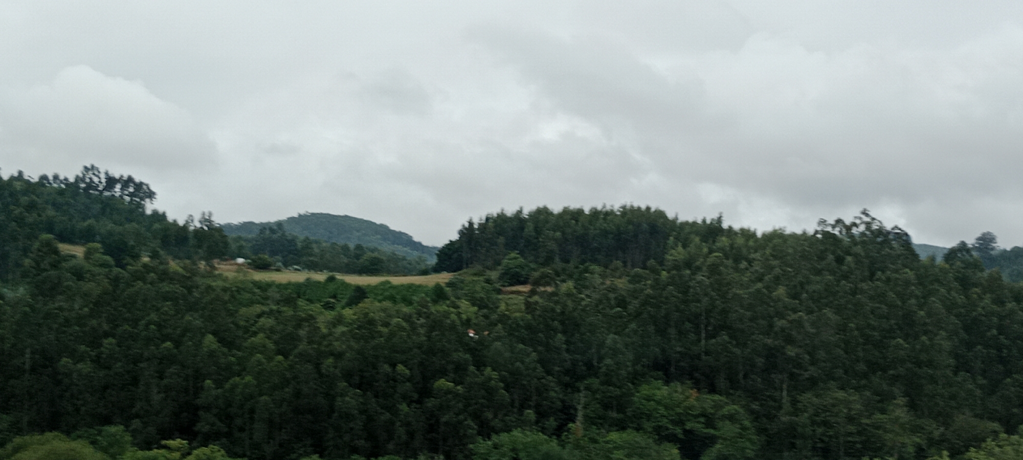 This is a medium-shot, high-angle, landscape photograph of a dense forest covering rolling hills under a cloudy sky. The scene is entirely natural, with no visible human presence or artificial structures except for a small, light-colored tent or structure in the middle distance on the left, nestled amongst the trees and a clearing, and what appears to be a small white structure on a distant hill on the left. The trees are predominantly dark green, with varied textures suggesting different species and densities. The terrain is uneven, with slopes and valleys contributing to the layered appearance of the forest. The sky is overcast with diffused light, creating a muted and somewhat somber atmosphere. The photograph appears to be taken from a high vantage point, looking down over the forested landscape.