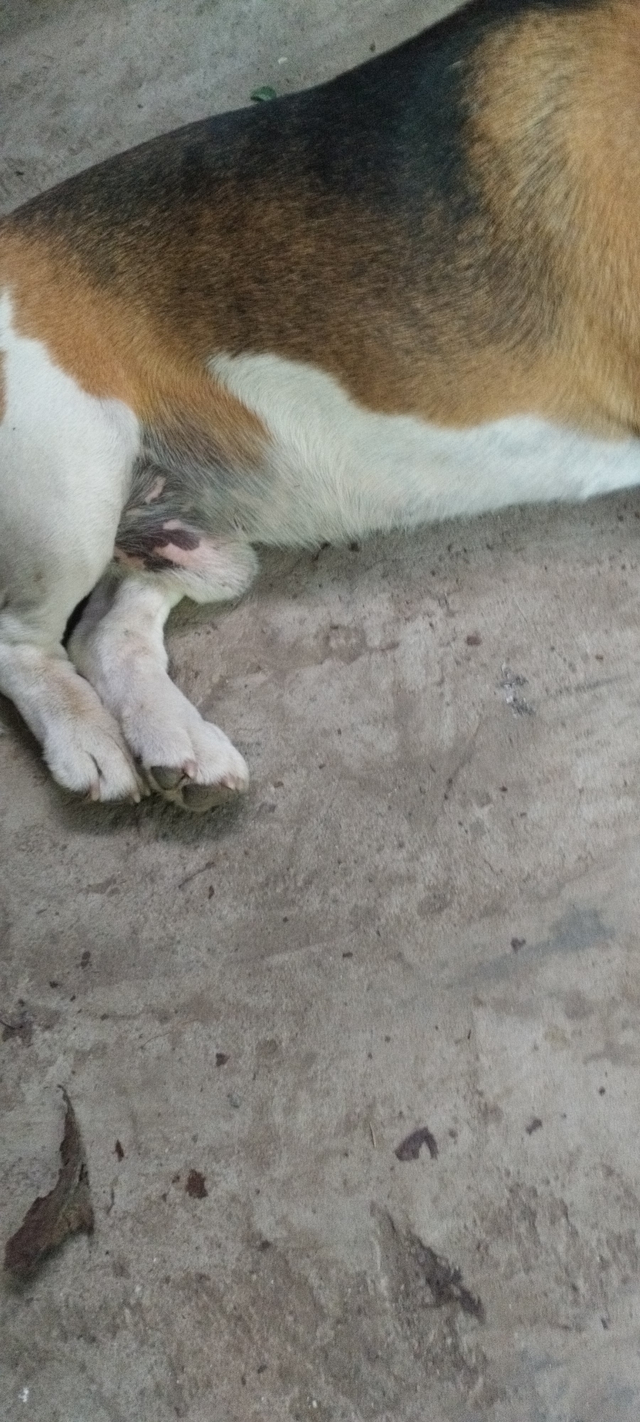 The image shows the rear portion of a dog lying on a concrete surface. The dog has tricolored fur, with patches of brown, black, and white. Its hind legs are visible, with white fur and visible paws. Part of the dog's underbelly and groin area is also visible, showing some darker skin coloration. The concrete surface appears worn and mottled with some small debris, including a dry leaf in the lower left corner. There are no people or interactions visible in the image. The location is not specified in the image.