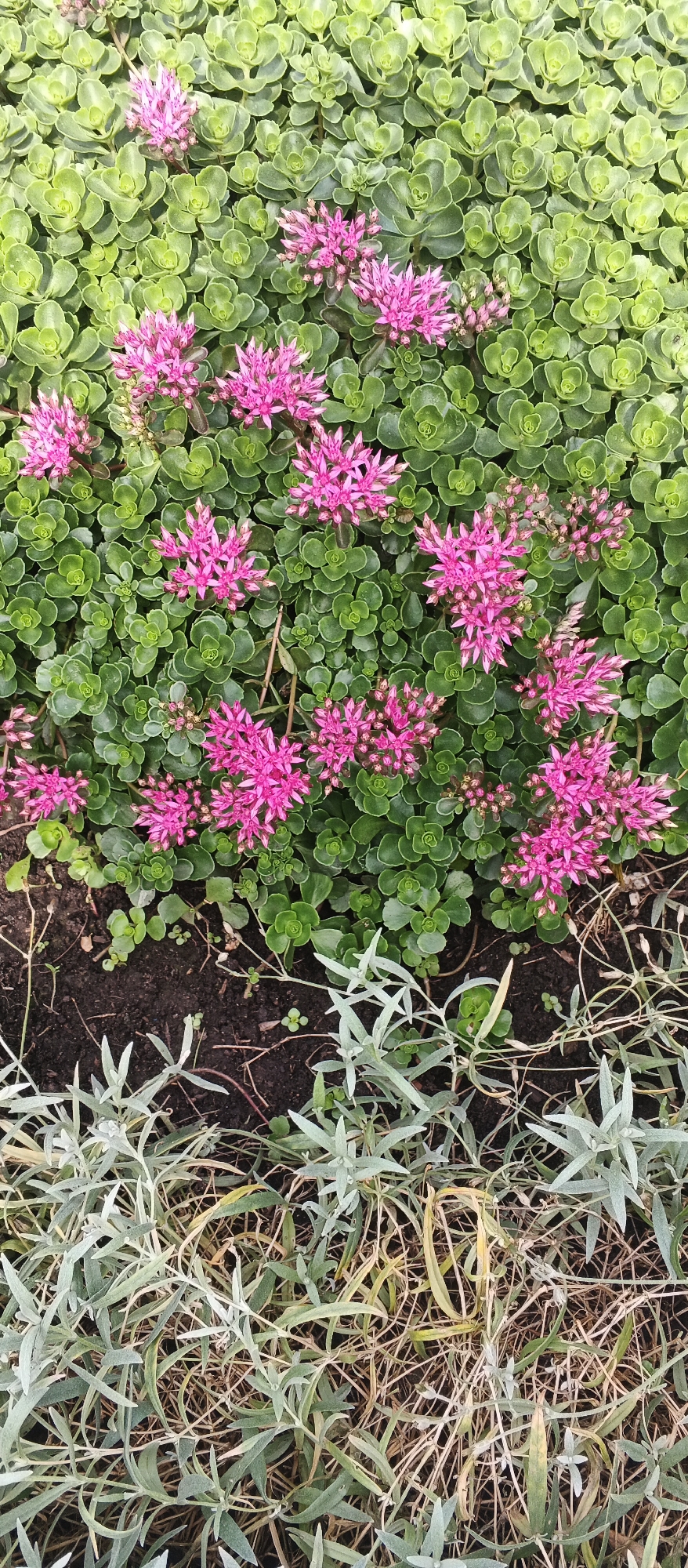 The image shows a close-up view of a garden bed filled with sedum plants. The sedum has dense, green, succulent leaves. Clusters of small, star-shaped pink flowers are blooming on top of the foliage, creating a vibrant contrast with the green leaves. The flowers are in various stages of bloom, with some appearing as tight buds and others fully open.
In the foreground, there is a section of dry, brown grass and some silvery-green foliage, suggesting the edge of the garden bed or a transition to a different type of planting. The soil is visible in a small patch in the lower middle of the image, appearing dark and rich.
The lighting suggests it might be daytime, possibly late afternoon, with soft shadows. The overall scene conveys a sense of natural growth and the beauty of a garden in bloom. There is no visible text in the image. The context provided indicates the location is Izhevsk, Russia.