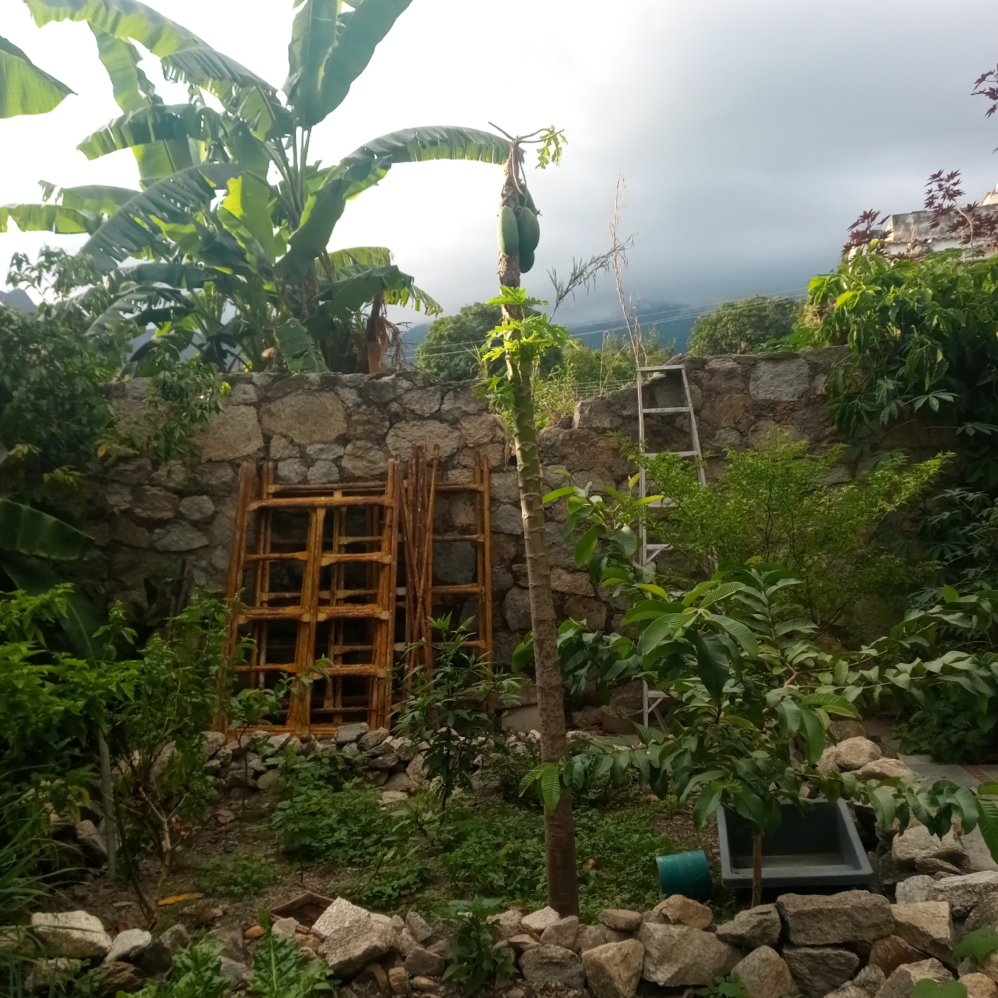 This media file captures a vibrant outdoor garden or cultivated area in El Limón, Venezuela. The scene is dominated by lush, tropical vegetation under a dramatic sky.
In the upper left quadrant, several large banana trees with broad, green leaves stand tall against a bright, possibly sunlit sky. Centrally located, a papaya tree with a slender trunk bears two prominent green papayas. Various other green plants and bushes, some appearing to be young fruit trees with large leaves, populate the foreground and midground, contributing to the verdant atmosphere. Plants with reddish foliage are also visible on the right.
A robust stone wall, constructed from irregularly shaped rocks, serves as a retaining structure across the middle of the image. Leaning against this wall on the left are two wooden, ladder-like frames, possibly repurposed materials or old scaffolding. On the right, a metal ladder also rests against the stone wall. The ground is a mix of small plants, soil, and scattered rocks, suggesting a natural or rustic gardening style. In the lower right, a grey plastic container or trough and a green pipe are partially visible amidst the foliage and rocks.
The time of day appears to be either early morning or late afternoon, characterized by strong contrasts in light: some areas are brightly illuminated, while others are in shadow. The sky above the stone wall on the right is heavily overcast with dark clouds, hinting at a change in weather, contrasting with a brighter area of the sky to the left. There are no people or visible text in the image. The overall impression is one of a flourishing, slightly untamed garden within a tropical landscape.