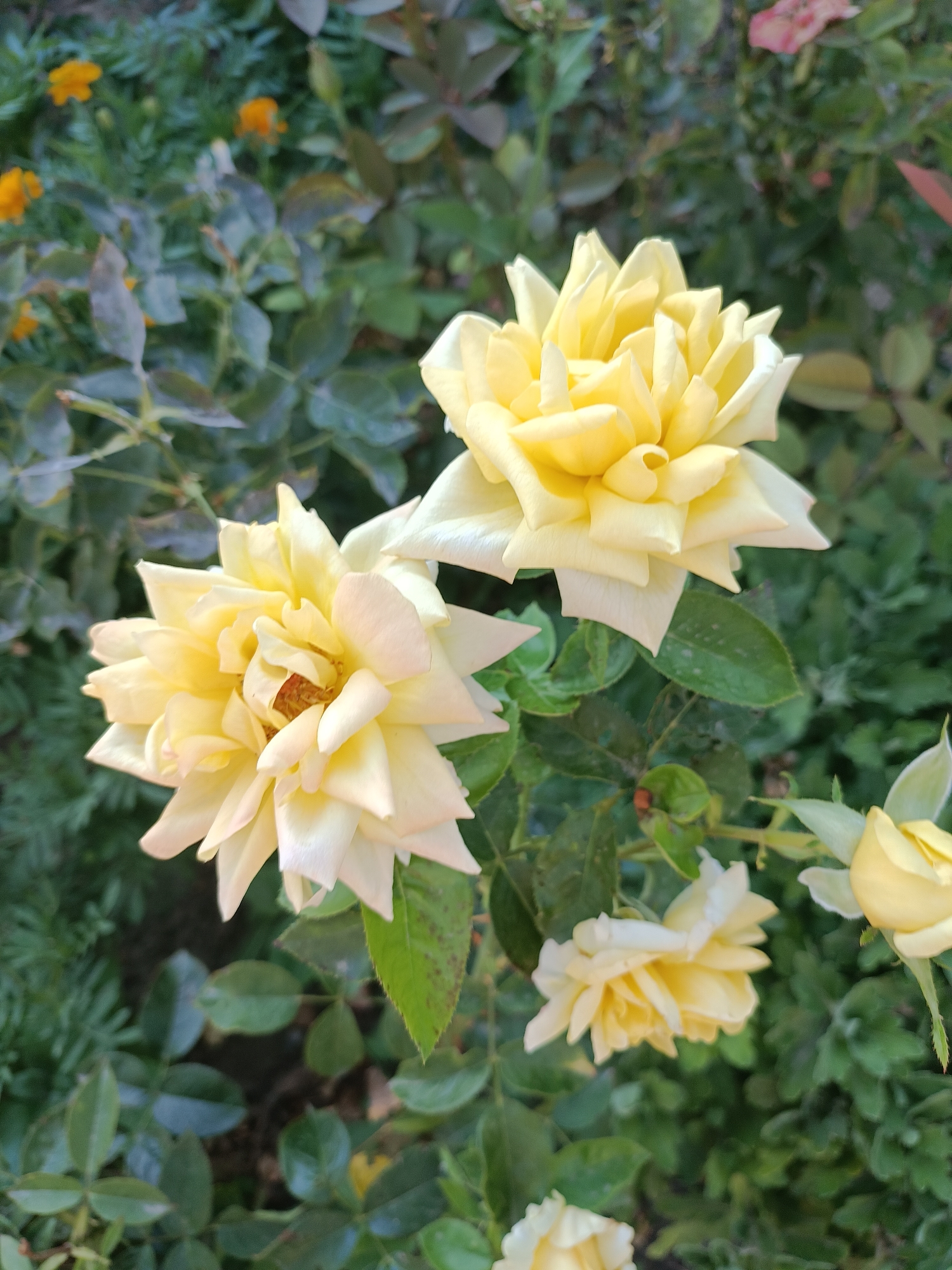 The image shows a close-up view of several yellow roses blooming in a garden. The roses are in various stages of bloom, with some fully open and others still budding. The petals are a soft yellow, with hints of white and cream. The background is a blur of green foliage, suggesting a lush garden setting. There are also a few small orange flowers, possibly marigolds, visible in the background. The image appears to be taken outdoors, with natural light illuminating the flowers. The scene is tranquil and picturesque, typical of a garden in bloom. The location is specified as Leușeni, Moldova.