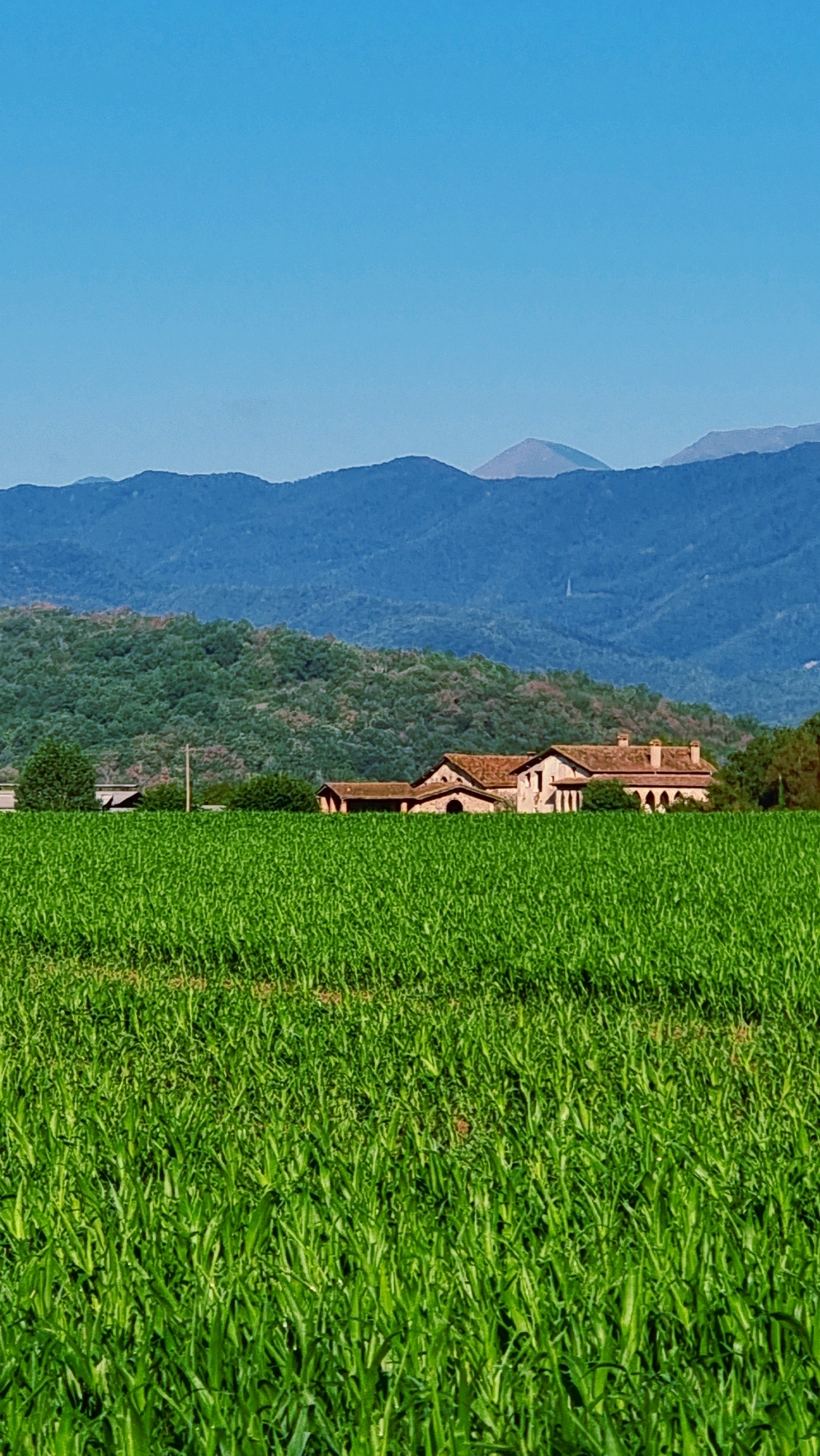 The image shows a vast, vibrant green field of young crops, possibly corn, in the foreground. Beyond the field, a stone farmhouse with a terracotta tiled roof is visible, nestled amongst trees. In the background, a lush, tree-covered hill rises, and further in the distance, layers of blue mountains stretch across the horizon under a clear, bright blue sky. The scene suggests a rural setting, likely in or around La Canya, Spain, given the presence of Mediterranean vegetation and architectural style. There are no people or animals depicted in the image. The overall impression is one of a peaceful, agricultural landscape bathed in natural light.