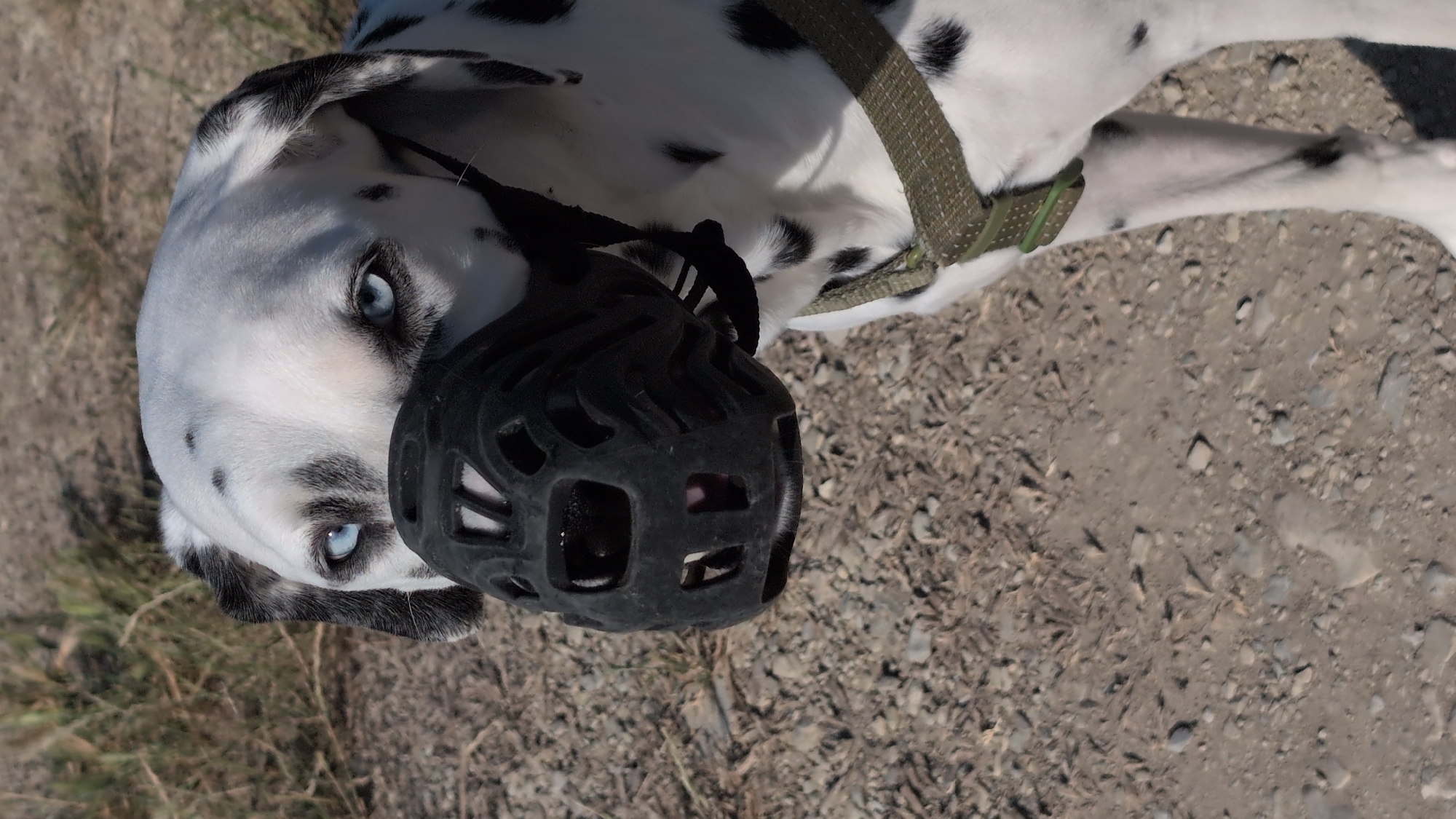 A vertical, eye-level shot captures a Dalmatian dog with bright blue eyes wearing a black muzzle outdoors. The dog's face is the primary focus, with its snout covered by the cage-like muzzle. The dog's black spots are visible on its white fur, and a hint of a green harness can be seen on its chest. The background consists of dry grass and a dirt path covered with small stones and pebbles. The lighting suggests it is daytime. The location is unknown.