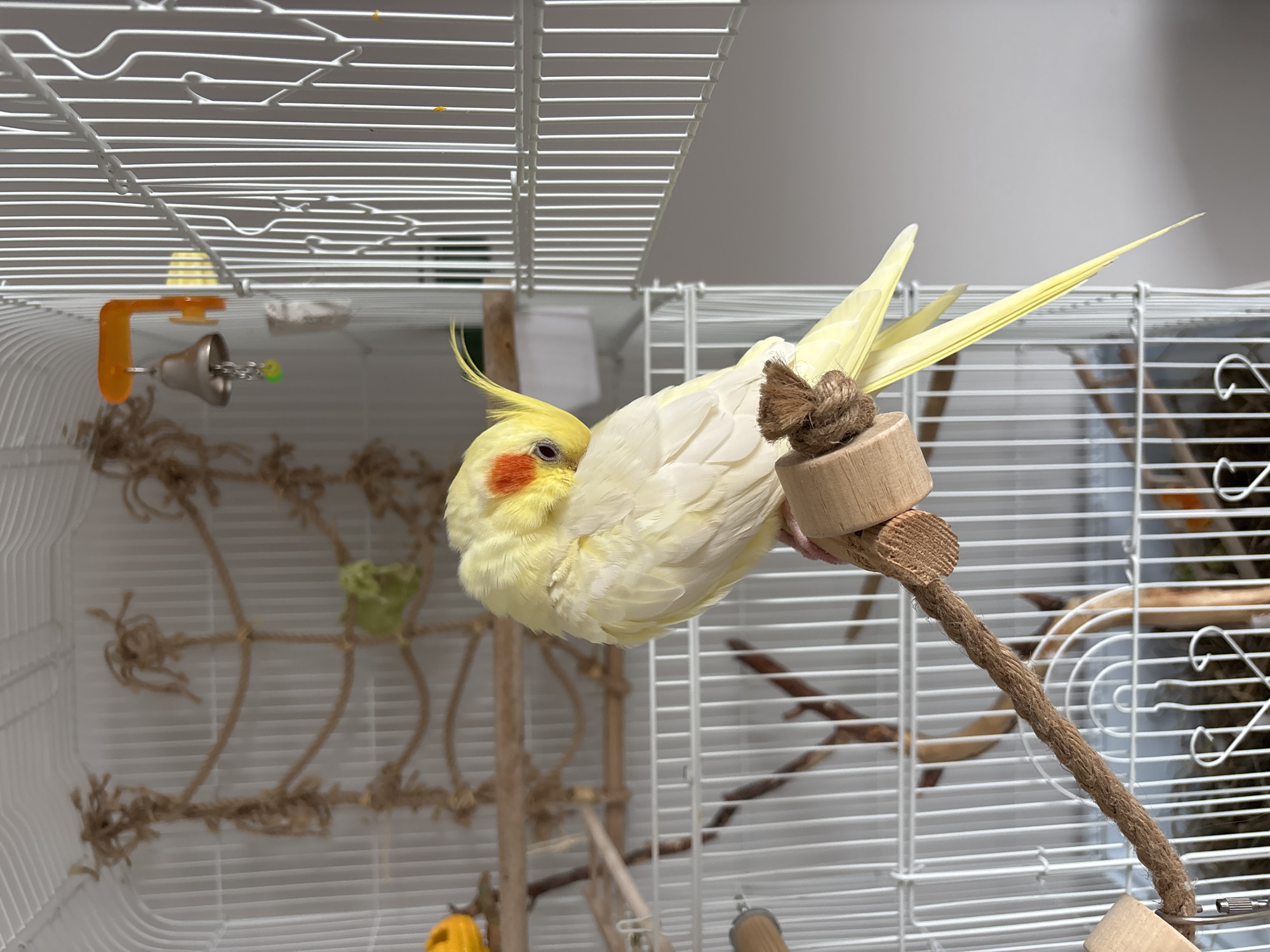 A pale yellow cockatiel with orange cheek patches perches inside a white wire cage. The bird is clinging to a wooden perch with a rope attached. The cage contains various toys including a rope net, hanging bell, and wooden ladder. The environment appears to be indoors, against a plain white wall. There is no information available to determine the location as Krasnoyarsk, Russia.