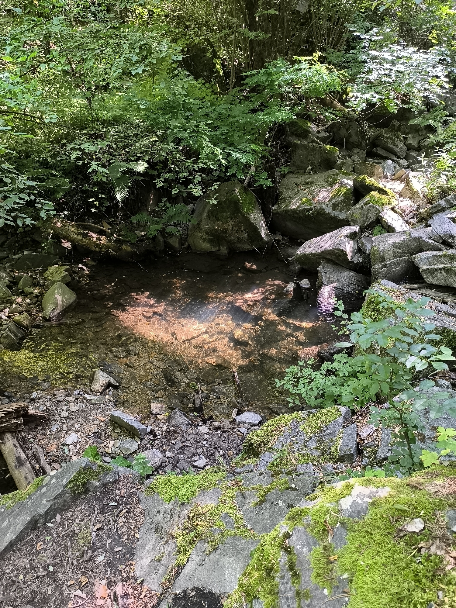 The image shows a shallow, clear stream flowing over a rocky bed in a wooded area. Sunlight filters through the dense green foliage, casting dappled patterns on the water and surrounding rocks. The stream banks are lined with moss-covered stones and various types of vegetation, including ferns and bushes. In the foreground, large, gray rocks covered in vibrant green moss are prominent. The overall scene depicts a natural, tranquil environment, likely a section of a forest or park.