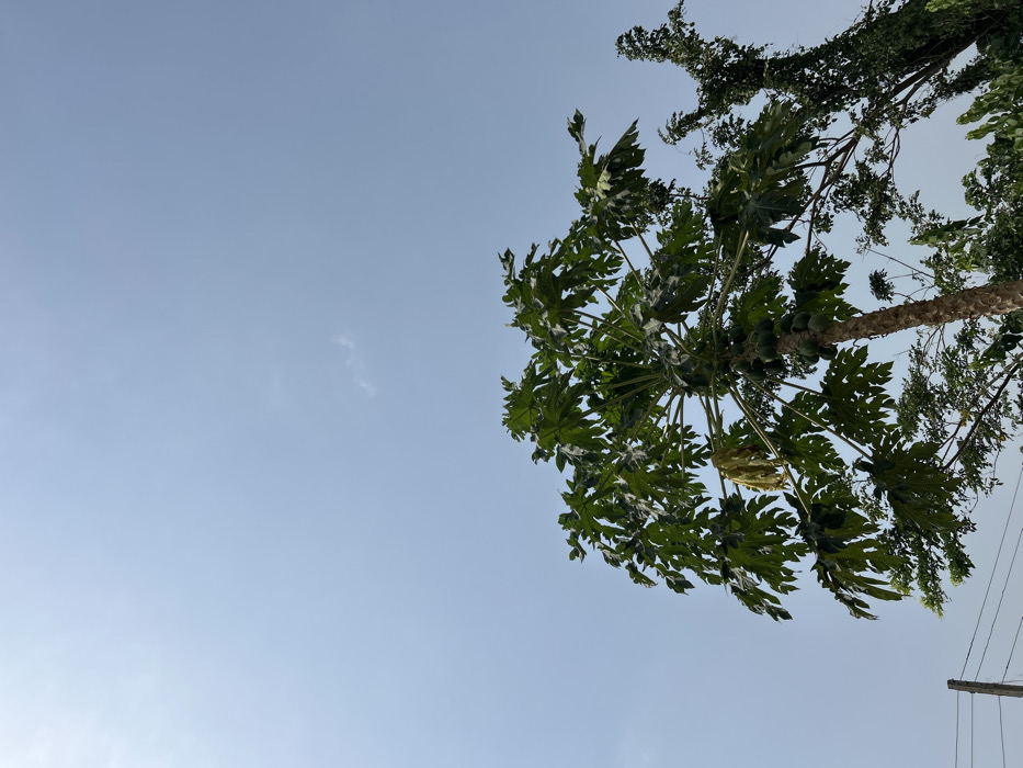 The image depicts a static outdoor scene in Egbe, Nigeria, primarily featuring the upper portion of a papaya tree against a clear, light blue sky. The tree, positioned centrally and extending from the bottom into the upper frame, displays numerous large, deeply lobed green leaves. Several clusters of green, unripe papayas are visible growing directly from the main trunk, beneath the foliage. The tree's light brown, textured trunk is visible extending upwards. To the far left, a portion of a dark utility pole is present in the lower corner, with multiple dark horizontal wires stretching across the lower-left quadrant of the frame. Further green foliage from other plants or trees is visible to the right and lower-right, suggesting a vegetated environment. The sky exhibits minimal cloud cover, with a single faint white cloud appearing in the upper right quadrant. No people, animals, or discernible actions are depicted.