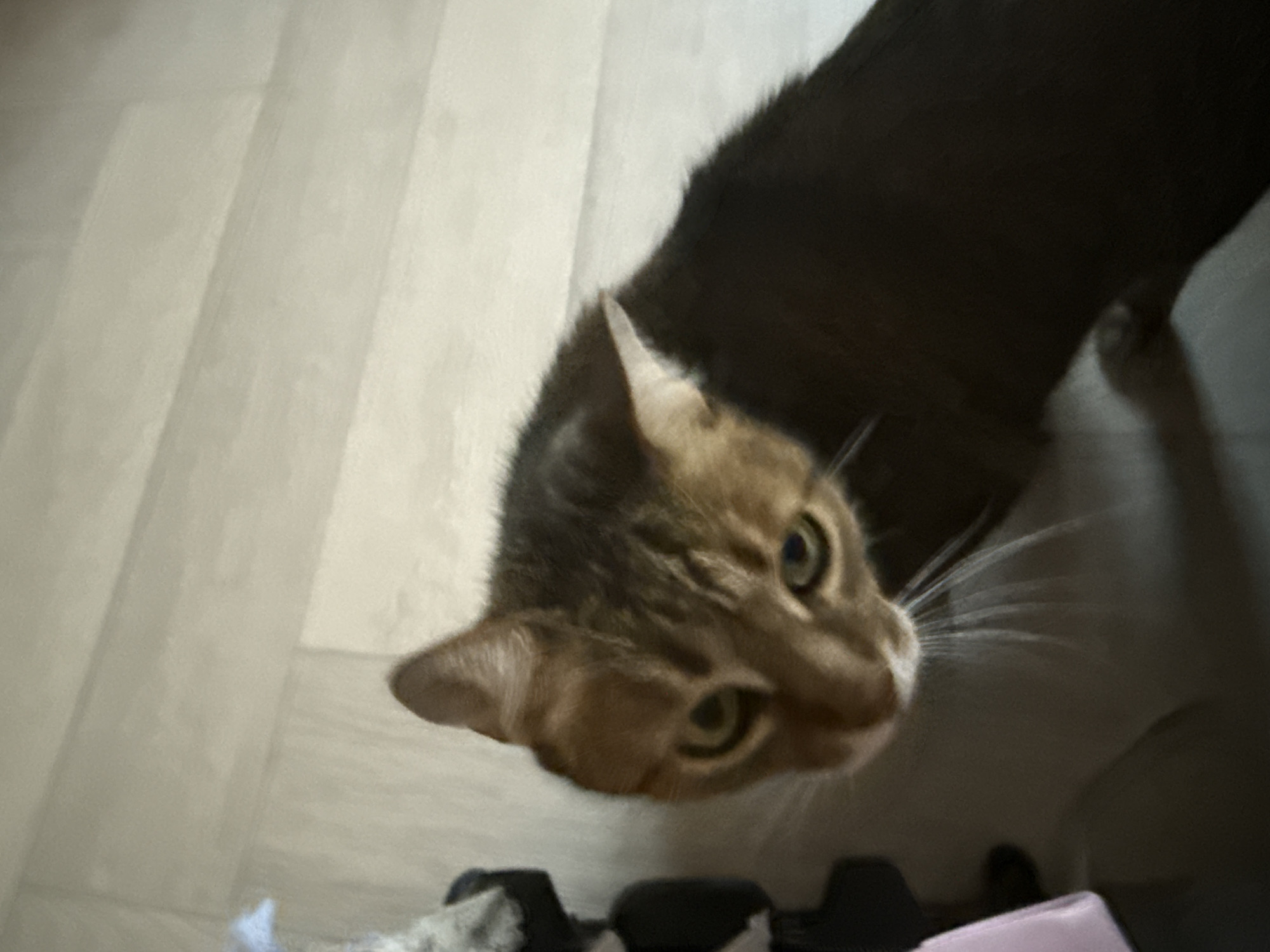 A cat with tabby markings is looking down and to the left. The cat has green eyes and white whiskers. The background is a textured wall with horizontal lines. There are also some dark objects on the left side of the image, and a pink object at the bottom left. The lighting is dim.