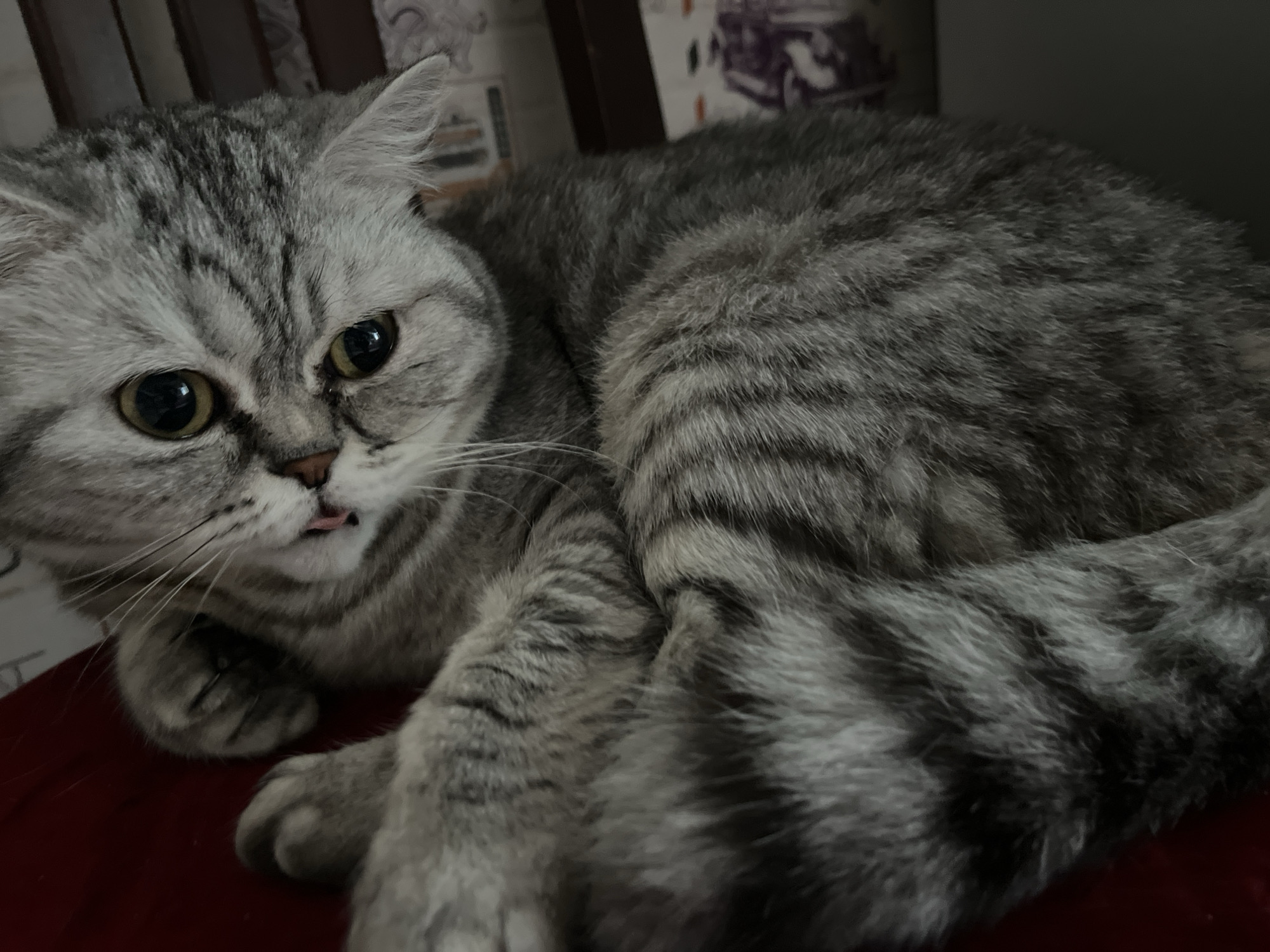 A gray tabby cat, likely a British Shorthair given its round face and dense fur, is the central subject of this indoor photograph. The cat is lying down, curled on a dark red surface, possibly a cushion or sofa. Its head is turned towards the viewer, displaying large, round, attentive eyes that are a deep amber or yellowish-green. A small pink tongue is playfully protruding from its mouth, a charming detail known as a "blep."
The cat's fur is a striking gray with distinct dark tabby stripes and swirls across its body, head, and face, including the characteristic "M" marking on its forehead. Its whiskers are long and white, fanning out from its nose. The lighting in the image is soft and dim, indicative of an indoor setting, and does not suggest a specific time of day.
In the blurred background, elements of a domestic interior are visible, including what appears to be dark furniture and a wall with a faint, indistinct pattern. The cat's posture is relaxed and comfortable, conveying a sense of calm and curiosity. There are no visible people or text in the image. The scene depicts a quiet moment with a beloved pet in a home environment, located in Chaikovsky, Russia.