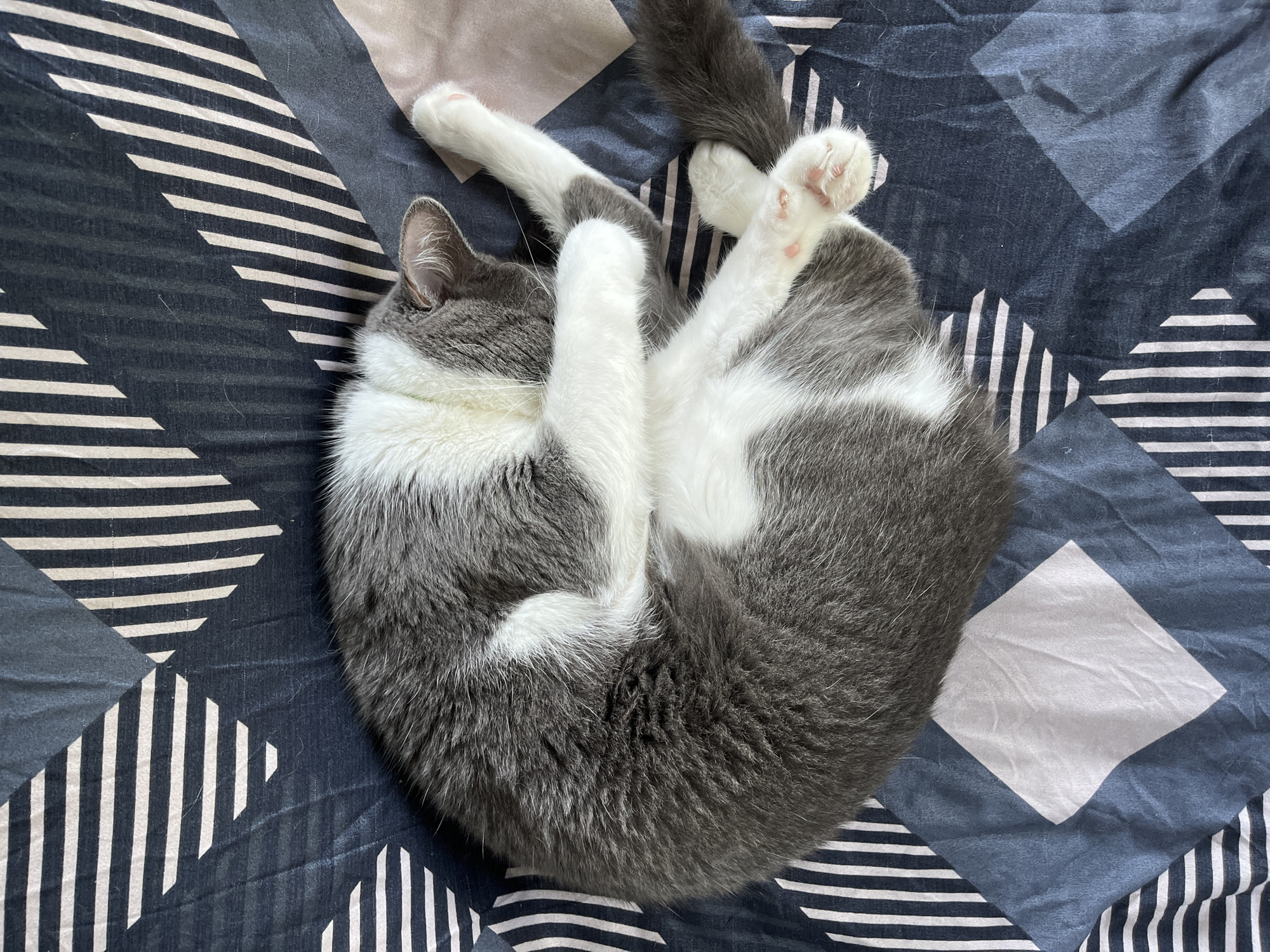 A grey and white cat is curled up sleeping on a patterned duvet. The duvet has a geometric design with alternating dark blue and white striped patterns, interspersed with larger diamond shapes. The cat is positioned in the center of the image, curled into a tight ball with its paws tucked underneath its body. Its tail is visible to the right, curled around its body. The cat's fur is a mix of grey and white, with white patches on its chest, legs, and face. The scene is indoors, likely on a bed. The location in Ureki, Georgia is not specified in the image.