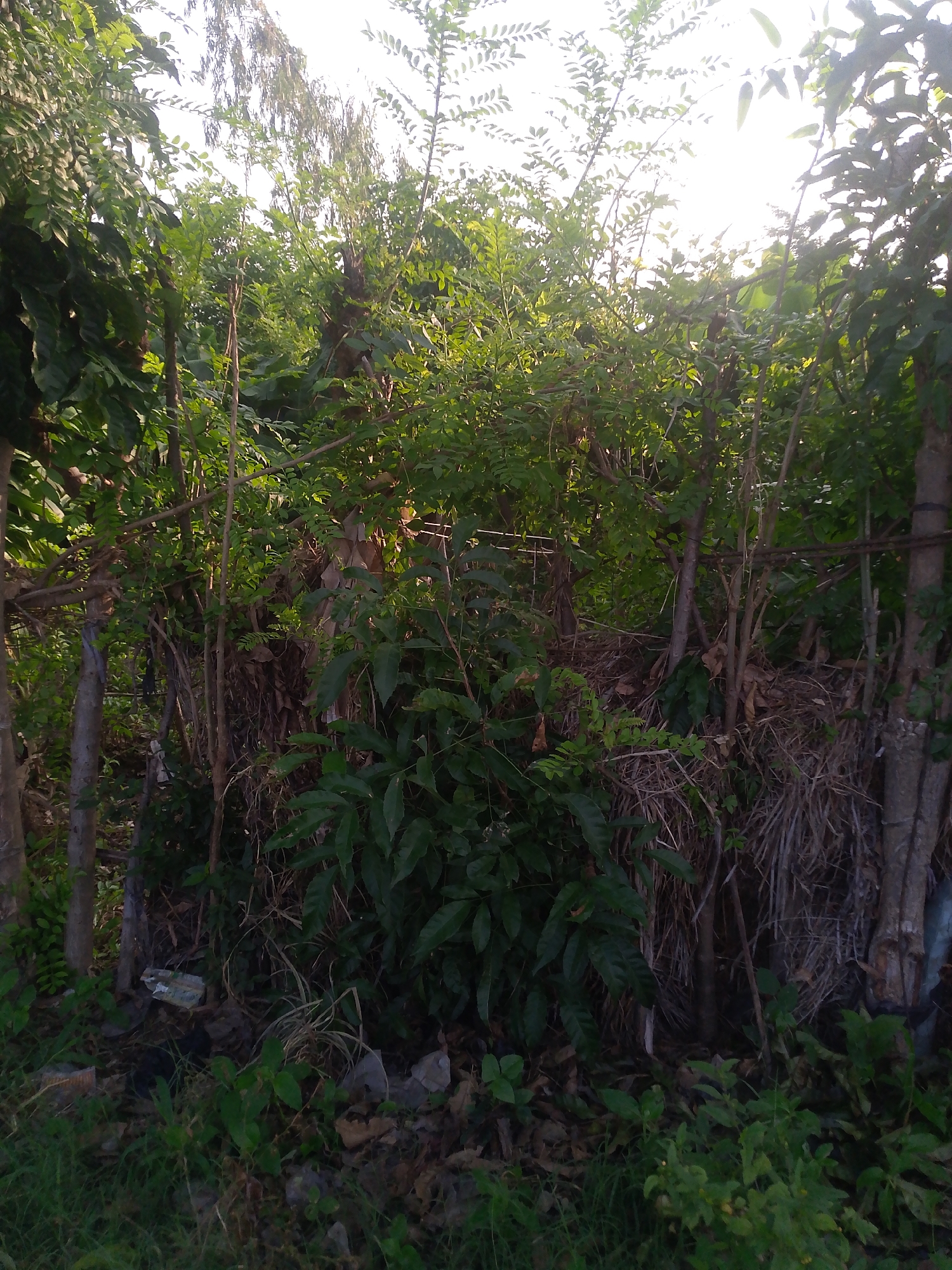 The image depicts a dense, overgrown area with lush green vegetation and trees. Sunlight filters through the leaves, creating a bright, airy atmosphere. There are several thin tree trunks and branches visible, some appearing dead or dry, interspersed with vibrant green foliage. In the foreground, there is evidence of debris on the ground, including what appears to be dry leaves and some discarded plastic. The scene suggests a natural, somewhat unkempt environment. The location is identified as Jalingo, Nigeria, implying an outdoor setting within or near this city. No people are visible in the image.