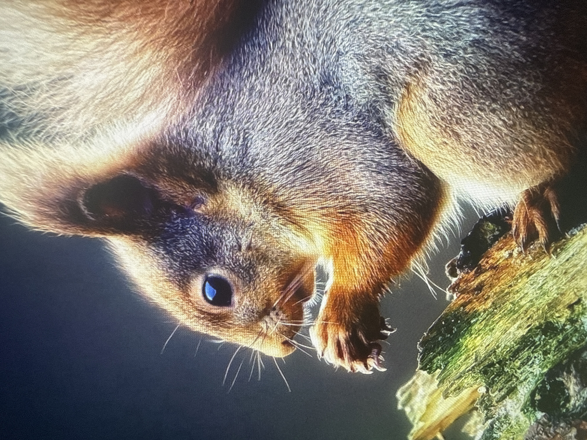 The image shows a close-up of a red squirrel perched on a piece of mossy wood. The squirrel is facing left, with its bright blue eye clearly visible. It is holding a small piece of food in its paws and appears to be eating. The squirrel's fur is a mix of reddish-brown and gray, and its bushy tail is prominently displayed. The background is dark and out of focus, drawing attention to the squirrel. The image appears to be a photograph, likely taken outdoors in a natural setting, although no specific location within Dykivka, Ukraine is identifiable from the image itself.