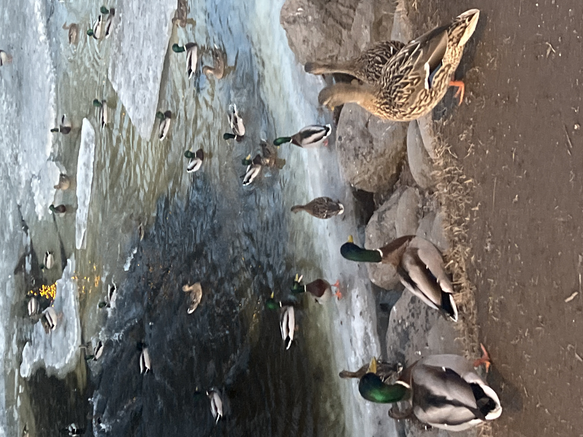 A multitude of mallard ducks populate a partially frozen urban waterway, presumed to be a river or canal in Saint Petersburg, Russia. The immediate foreground features a dark, damp earth bank with sparse, dry brown vegetation, leading to a natural shoreline composed of various grey rocks.
On the bank and rocks, five mallard ducks are prominent: three hens with mottled brown plumage and two drakes with iridescent green heads, white neck rings, and grey bodies. One drake stands with its back to the viewer, exhibiting its grey upper body, dark tail feathers, and visible orange feet. A hen stands prominently sideways, displaying its detailed patterned brown plumage.
The water, which occupies the majority of the frame, varies in color from dark grey-blue to murky olive-brown. It is extensively covered by numerous irregular, white and grey ice floes of various sizes. Approximately thirty to forty mallard ducks, encompassing both drakes and hens, are distributed throughout the scene. Many are observed swimming in the open water channels between the ice floes, while others are standing on the edges of the ice or on submerged rocks at the water's boundary. Bright, fragmented yellow-orange reflections are visible on the water's surface in the upper-mid section of the image. The scene suggests a cold weather environment, likely winter or early spring. No human individuals or specific urban landmarks are directly visible in the frame.