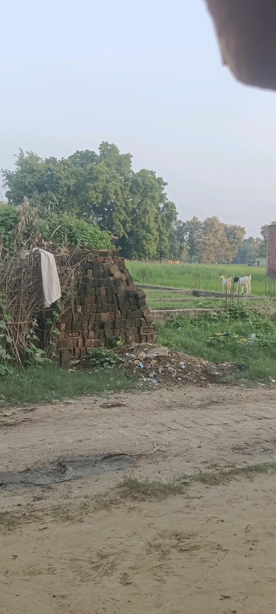 The image depicts an outdoor scene in Bhagtapur, India. In the foreground, a dirt path is visible, with some patches of dried mud and sparse vegetation. To the left and slightly behind the path, a pile of bricks is stacked, and adjacent to it is a heap of debris, including plastic waste and organic matter. A white cloth is draped over some branches to the left of the brick pile.
Behind these elements, a lush green field stretches into the distance. Several trees with dense foliage are scattered across the landscape, with a few lighter-colored trees also present. In the middle ground, two goats are standing in the field. One goat is white with a black patch on its back, and the other is primarily white. They are near some low concrete structures with rebar protruding. A brick building with a red brick facade is visible on the far right of the image. The sky is a pale, overcast blue.