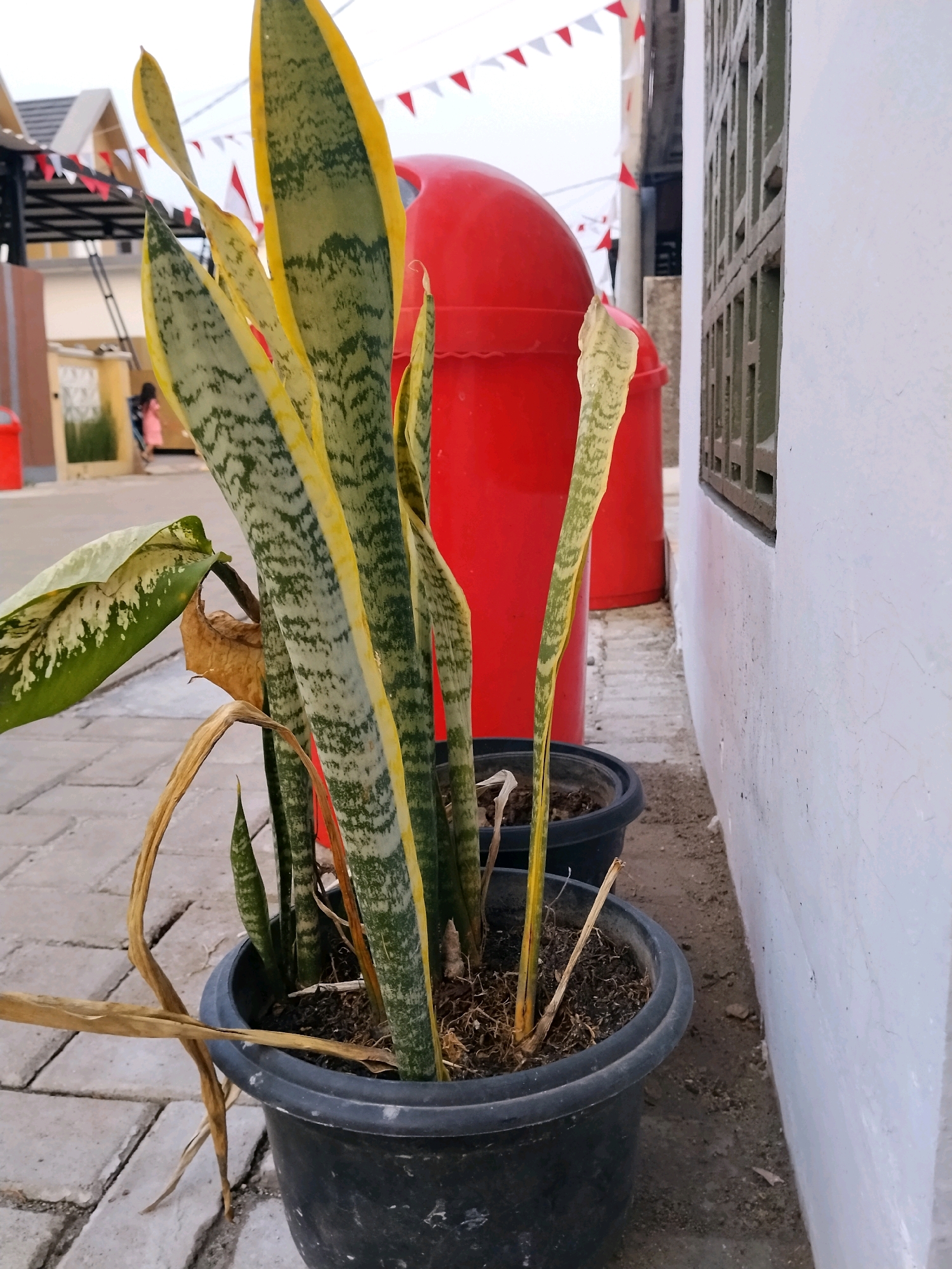 In Sukabakti, Indonesia, a snake plant is potted in a black plastic container on a paved walkway. The plant has tall, stiff, sword-shaped leaves with green and yellow variegation. Some of the lower leaves have dried and browned. To the left of the snake plant, a broad green leaf with white speckles is visible, also appearing somewhat dry. Behind the snake plant, a large, red cylindrical trash bin is situated. Further in the background, a building with a gabled roof and decorative red and white pennants strung overhead is visible. The wall of a building on the right side of the image is painted white and has a green latticed window. The ground is paved with light-colored rectangular bricks.