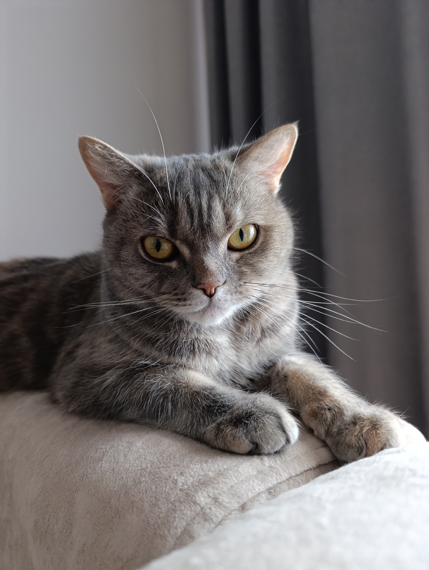 A domestic cat with striking yellow-green eyes is captured in a close-up, eye-level portrait. The cat, likely a tabby or a similar breed, features short, dense fur primarily in shades of gray, interspersed with darker stripes and subtle brownish undertones, particularly noticeable on its ears and front paws. Long, prominent white whiskers fan out from its muzzle, and some finer white hairs are visible above its eyes and ears.
The cat is resting comfortably on a plush, light-colored surface, appearing to be an armrest or cushion of a sofa or chair. Its front paws are neatly tucked together, slightly crossed. The cat maintains a direct, alert, and somewhat intense gaze at the viewer, conveying a sense of calm curiosity.
The background is softly blurred, distinguishing between two main elements: a lighter gray area on the left, possibly a wall or a curtain, and a darker gray area on the right, which appears to be a heavy curtain. The lighting is soft and natural, illuminating the cat's face and fur, suggesting an indoor setting during daytime. No text is visible in the image. The location context provided is Chaikovsky, Russia.