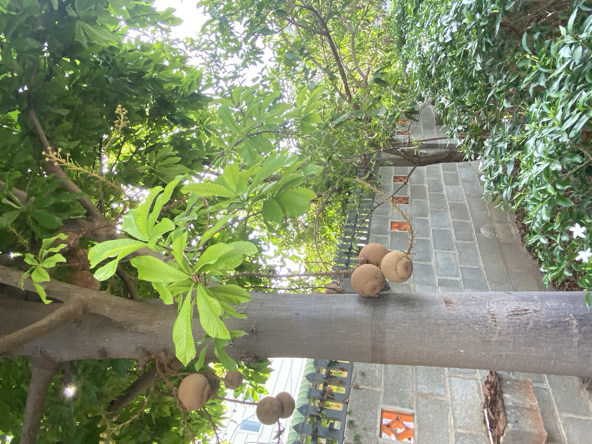 In Mũi Né, Vietnam, a cannonball tree stands tall with a thick, grey trunk in a residential area. Several large, spherical brown fruits hang from its branches, suspended by thin stems. The tree's canopy is dense with vibrant green leaves, some of which are illuminated by sunlight filtering through. To the left of the tree, a grey brick wall serves as a backdrop, adorned with decorative orange openings. A black metal fence runs along the top of the wall. Below the tree, a patch of green bushes with small white flowers grows. In the background, part of a white building is visible through the foliage. The scene suggests a sunny day, with the bright sunlight and lush greenery creating a tropical atmosphere.