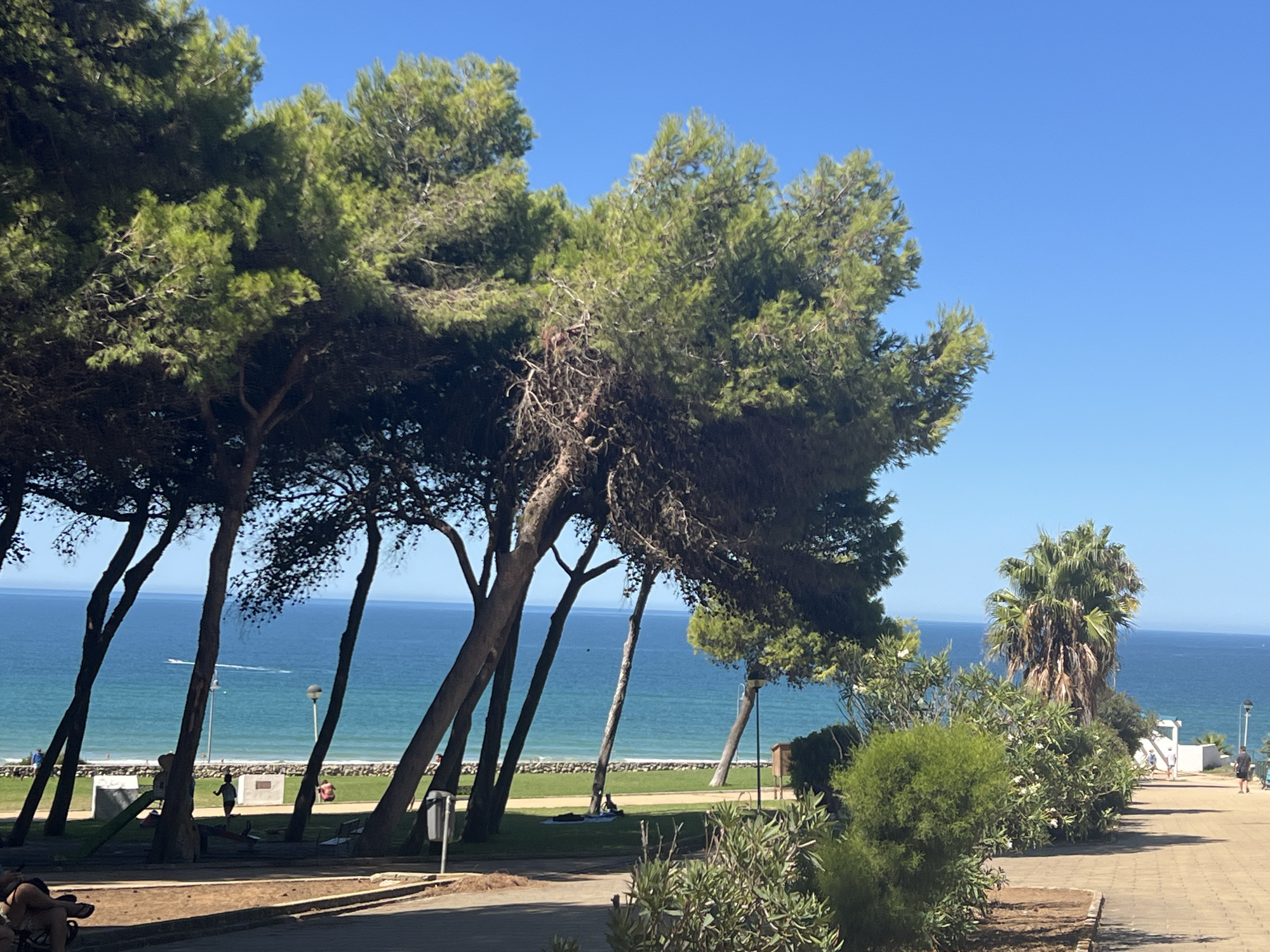 The image depicts a coastal scene in Conil de la Frontera, Spain, under a clear blue sky. In the foreground, a pathway made of light-colored paving stones runs diagonally from the bottom right towards the middle left of the frame. To the left of the pathway, various types of vegetation are visible, including low-lying bushes and taller green shrubs. Further to the left, a paved area features a few people, some sitting and one person visible from the waist down. Behind this area, a line of tall pine trees with dark, slender trunks and dense green foliage dominates the left side of the image, some leaning towards the sea.
Between the pine trees, a clear view of the turquoise Mediterranean Sea is presented. A sandy beach is visible along the coastline, backed by a strip of green grass. On the grass, several people are scattered, some appearing to be sitting or lying down, while others are walking. A playground structure with a slide and a seesaw is also present on the grass, near the pine trees. A lamppost is visible among the trees, and a small boat is moving on the water in the distance. To the right of the pine trees, the pathway continues, and a tall palm tree stands prominently against the sea. Beyond the palm tree, more vegetation and a white building structure are visible near the beach. Further along the pathway, several people are walking, and more lampposts are present. The overall impression is a sunny day at a park or promenade adjacent to a beach.