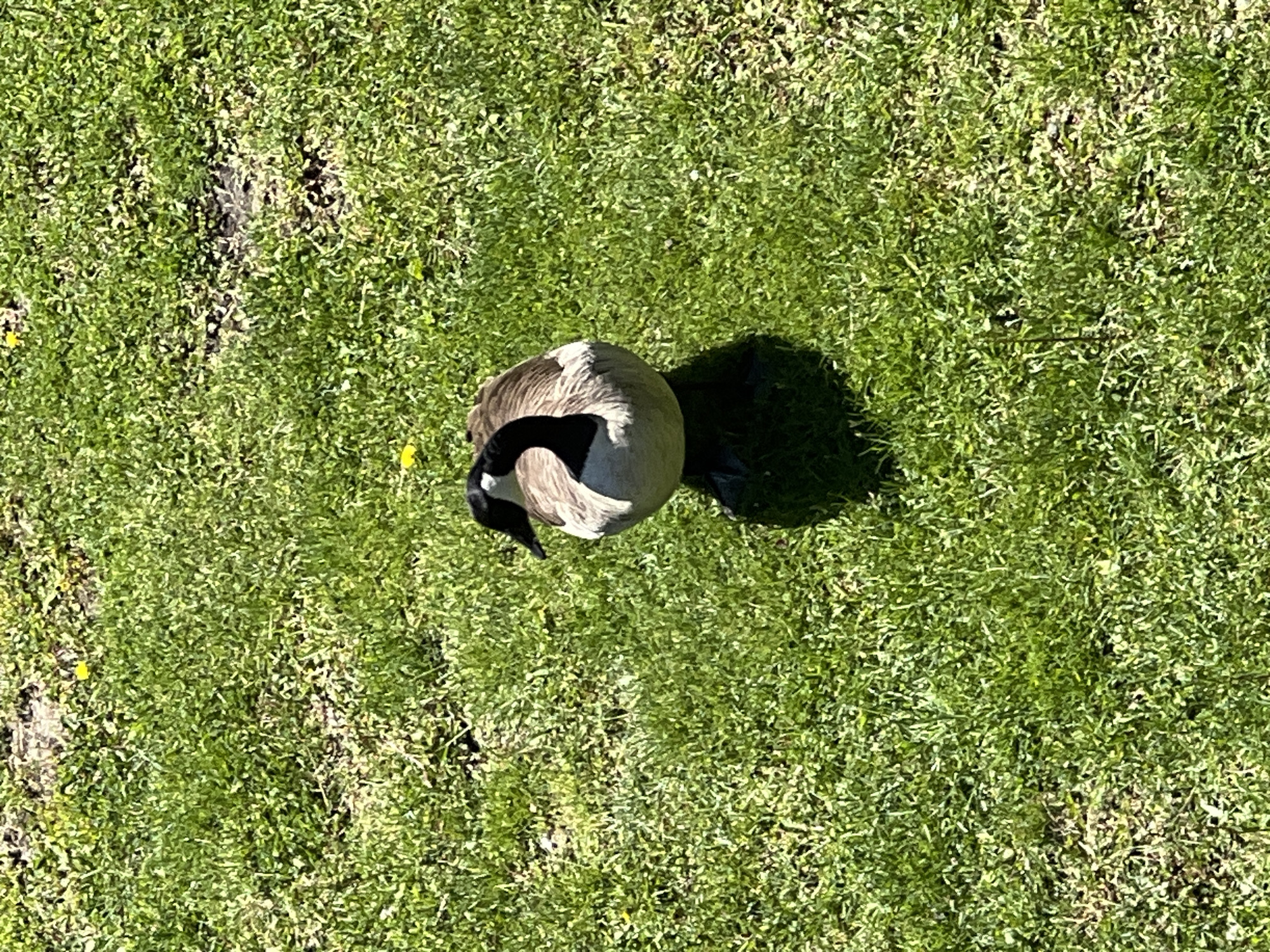 A goose stands on a green grassy area in Unknown, Unknown. The bird has a light gray body, white face patches, and a black head and neck. A small shadow is cast by the goose on the grass. Patches of the grass are dry or thin in various areas.