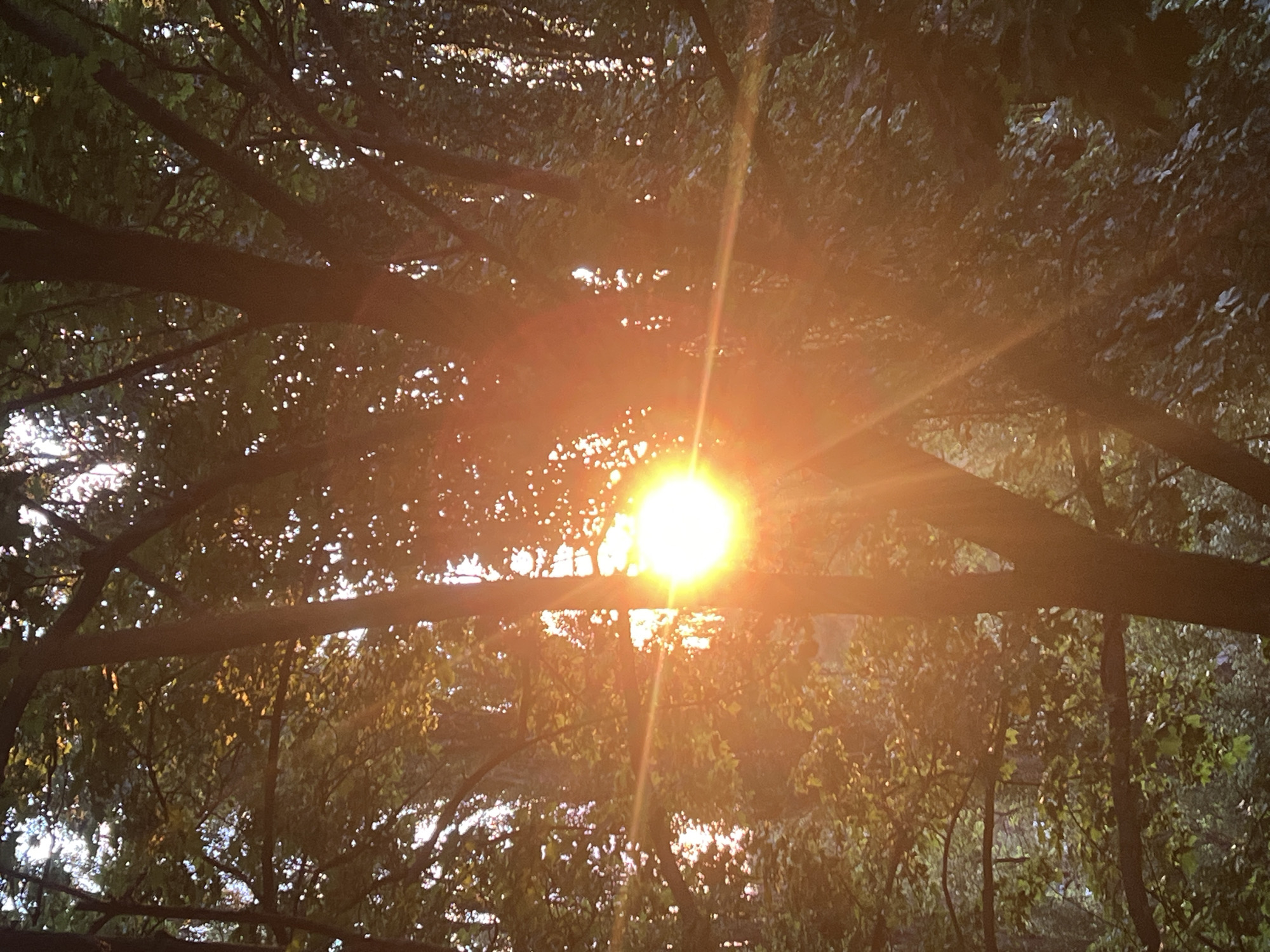 This is a photograph of sunlight streaming through trees in a forest. The sun is a bright, glowing orb in the center of the image, with rays of light emanating outwards. The trees are tall and dense, with a canopy of green leaves. The sunlight creates a warm, dappled effect on the forest floor and through the leaves. The overall impression is one of natural beauty and tranquility. The image does not contain any people, objects, or actions that would indicate a specific city or location.