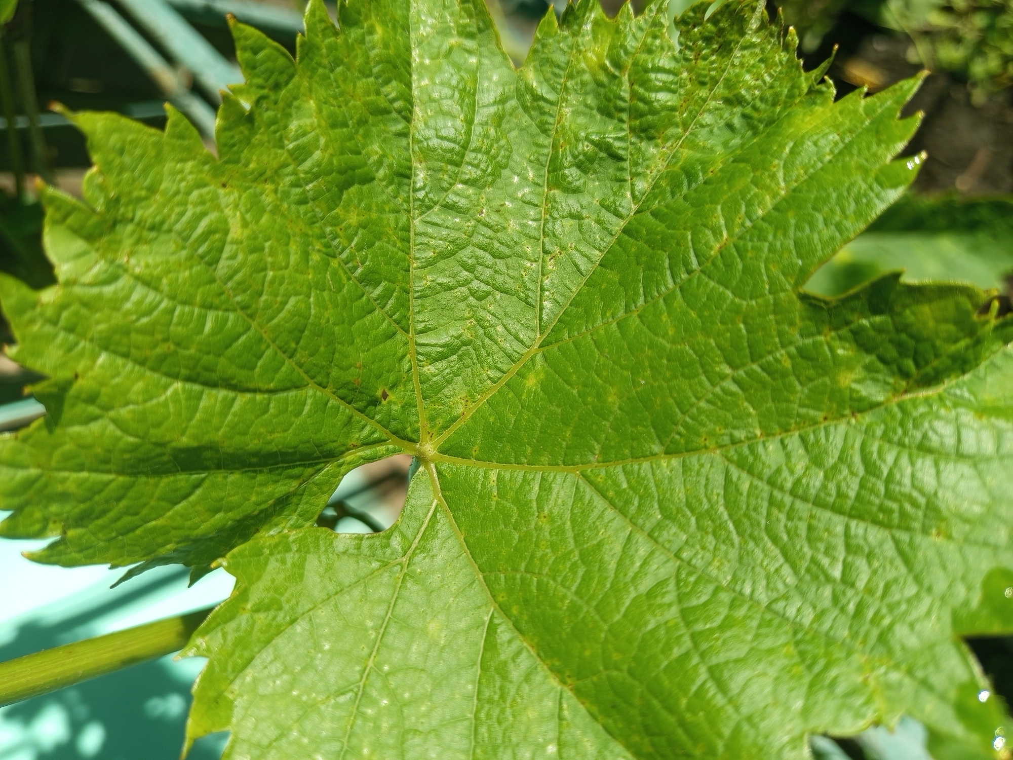 The image features a close-up of a large, vibrant green leaf. The leaf exhibits a textured surface with prominent veins radiating from a central point. Its edges are serrated with pointed tips. A small portion of the leaf's stem is visible in the lower-left corner. The background is slightly blurred, suggesting a natural outdoor setting. The location in the city of Serhiivka, Ukraine is not discernible from the visual information present in the image.