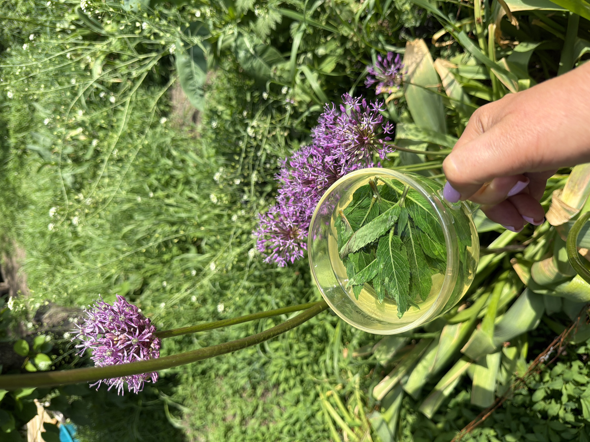 The image shows a garden setting, potentially in a backyard or park, with diverse foliage. In the foreground, there is a clear glass containing water and various green leaves, likely herbs or foliage gathered from the garden. A person's hand, adorned with light purple nail polish, is holding the glass. Nearby, there are purple Allium flowers blooming, and surrounding the glass and flowers is a mix of green plants, including some broad, flat leaves that may be tulip or daffodil leaves, mixed with finer, grassy vegetation. Given that the location is specified as Leningradskaya, Russia, the presence of allium flowers would be typical for the area in summer months. Overall, the image captures a garden environment with botanical elements and someone involved in gardening activities.