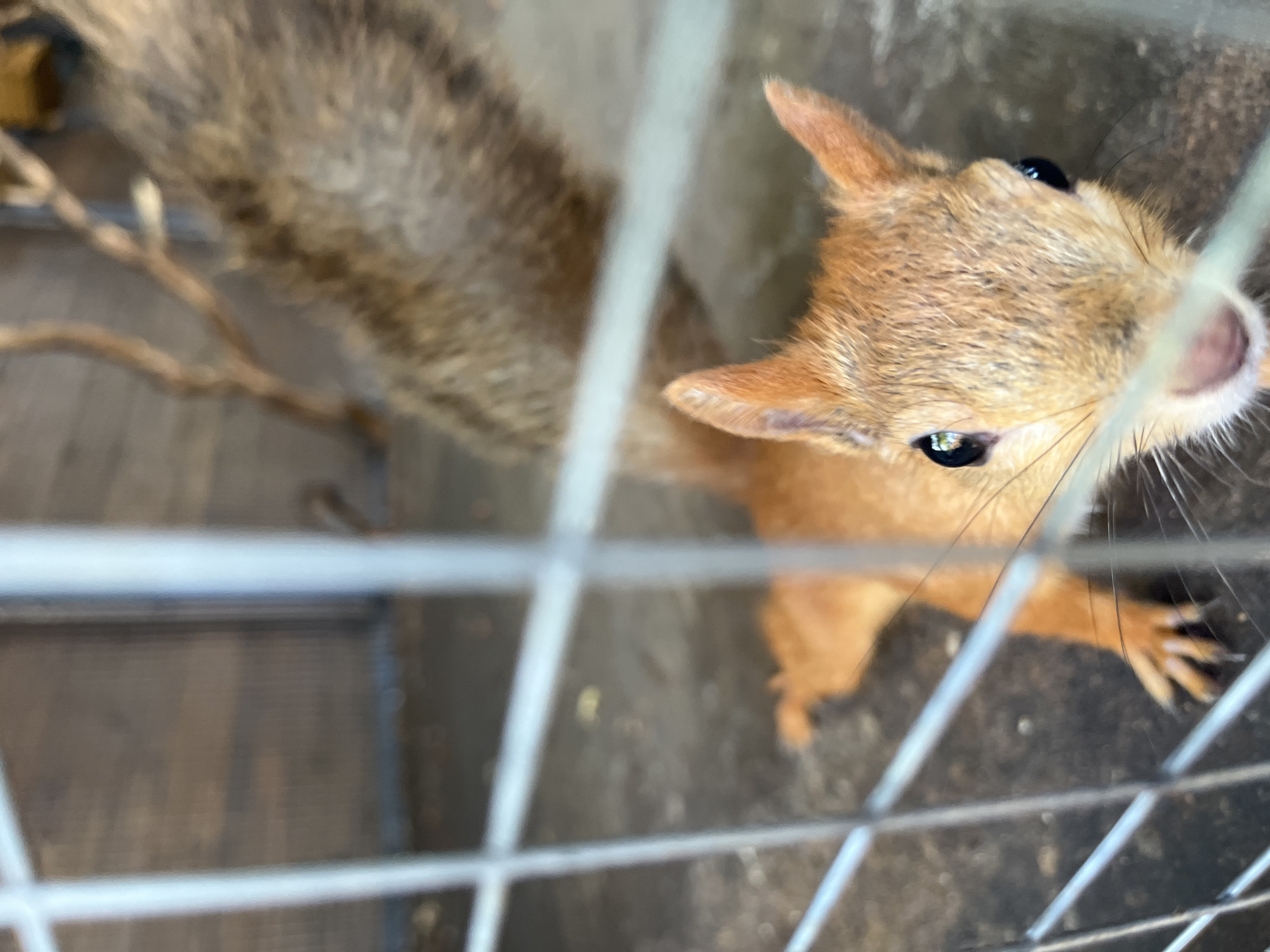 The image shows a close-up of a squirrel's face behind a metal fence. The squirrel has orange fur, black eyes, and long whiskers. Its front paws are visible, with one paw extended towards the camera. In the background, a larger squirrel or the same squirrel from behind is partially visible, with a bushy brown tail. The environment appears to be an outdoor enclosure, with a wooden wall in the far background and a rough, dirt-like ground surface. The fence in the foreground is made of horizontal and vertical metal bars. The overall lighting suggests it is daytime. The image was captured in Shumeika, Russia.