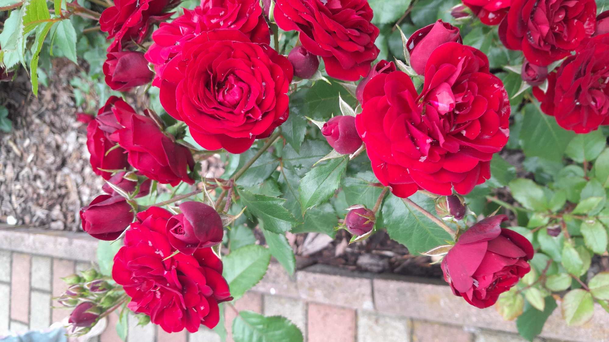 A close-up, vertical shot shows a cluster of vibrant red roses in bloom, with some buds also visible. The roses have multiple layers of petals, some with dew drops, suggesting they might have been recently rained on or watered. They are surrounded by lush green leaves, which also appear damp. In the background, there is a textured surface of dark, wood-chip mulch and a brick pathway. A person's feet wearing light-colored shoes are partially visible on the left edge of the frame, standing on the brick path. The scene appears to be an outdoor garden setting, possibly a residential yard or a park.