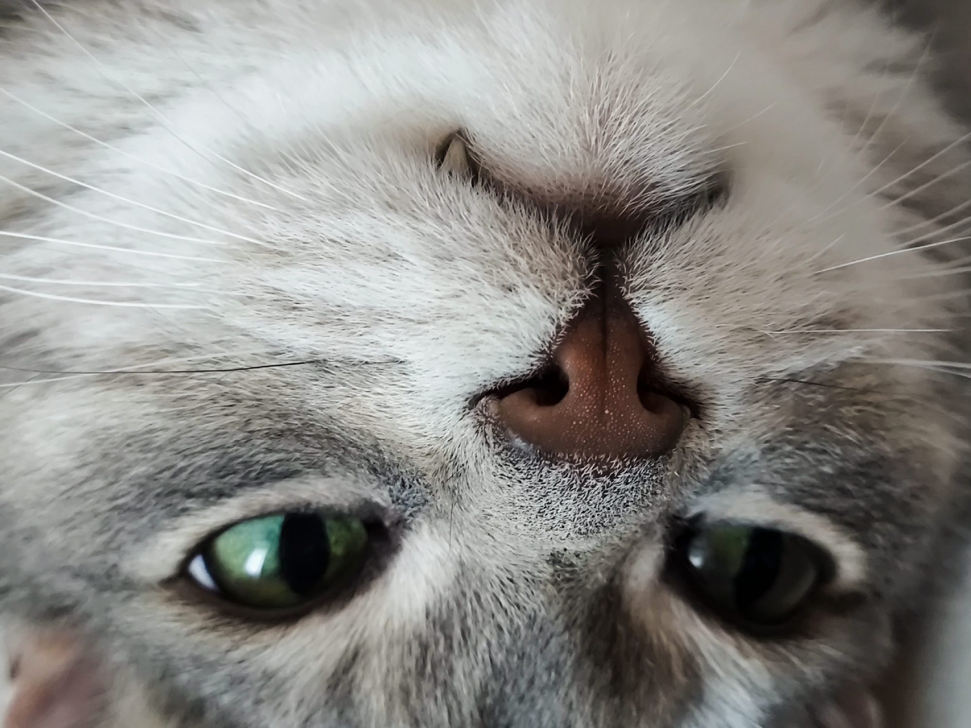 A close-up, upside-down photograph captures the face of a grey and white cat. The cat's green eyes are wide open, reflecting light. Its pink nose is visible, speckled with tiny white dots. The fur is soft and fluffy, with long white whiskers fanning out from its snout. The background is blurred, suggesting the cat is indoors. The image is taken from a very low angle, emphasizing the cat's facial features.