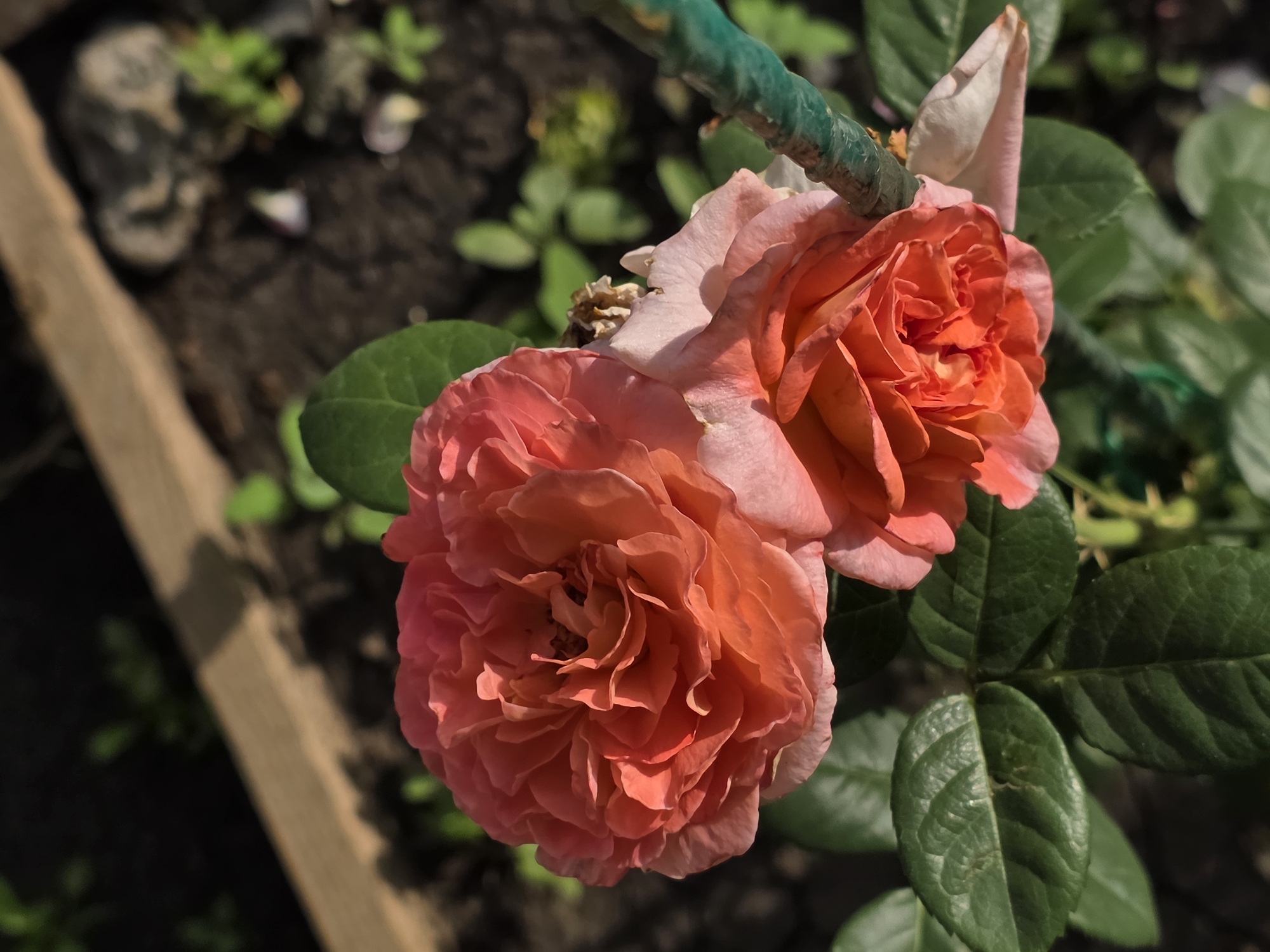This is a close-up, eye-level shot of two blooming pink and orange roses in what appears to be a garden setting in the city of Petrushenko, Russia. The roses are the primary subjects, with the left rose being larger and more fully open than the rose to its right, which is partially unfurling. Both roses display numerous delicate petals. The background consists of dark soil, green foliage, and a rough wooden plank, suggesting an outdoor environment. The lighting indicates it is daytime, casting shadows and highlighting the textures of the flowers and leaves. There are no people or animals visible in the image.