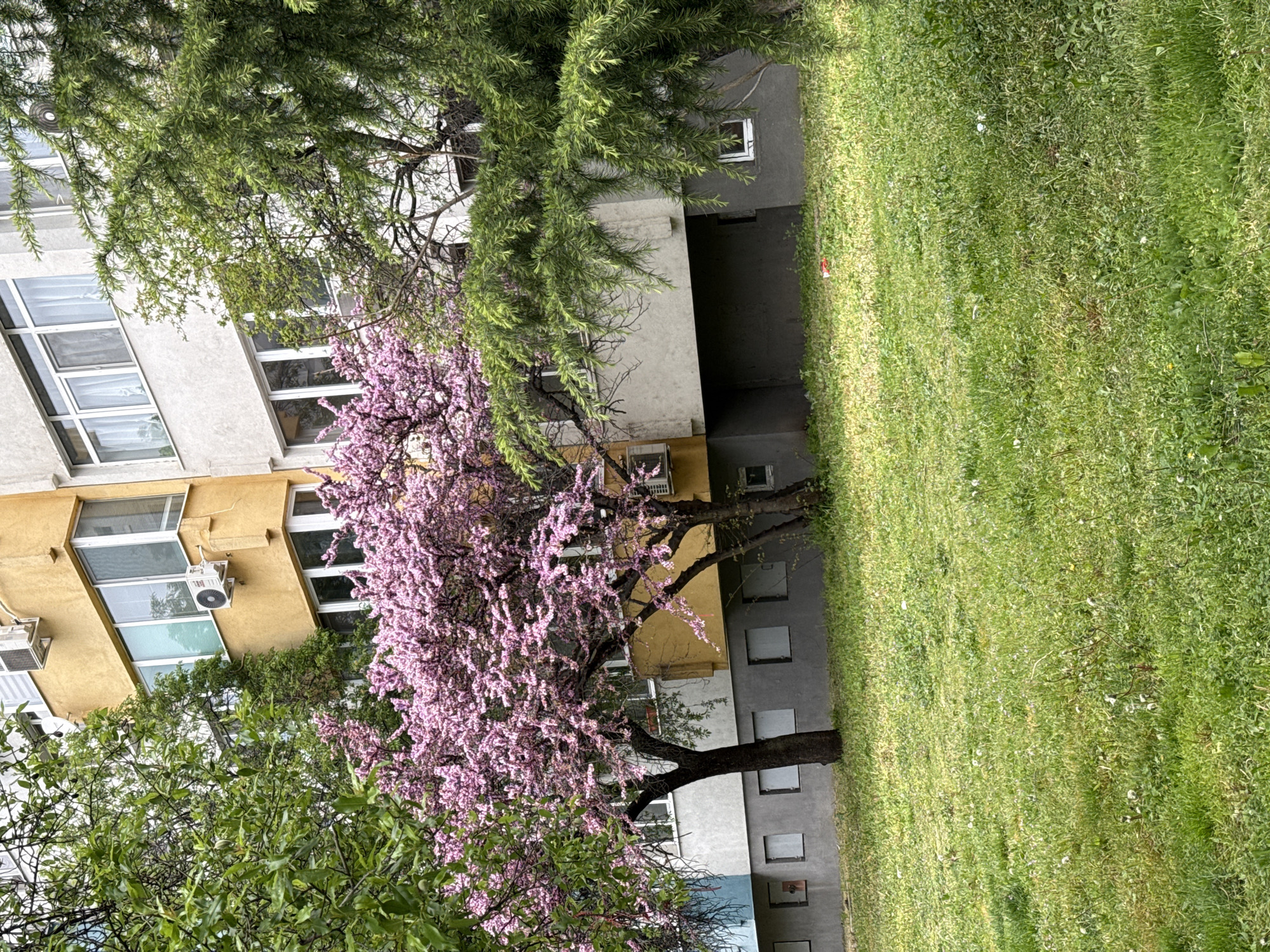 The image shows a building next to a green lawn. A tree with pink blossoms is situated near the building. Another tree with green foliage is also present. The building is painted in yellow, gray and white. The scene appears to be outdoors during the daytime, with natural light illuminating the surroundings. The location is Stara Zagora, Bulgaria.