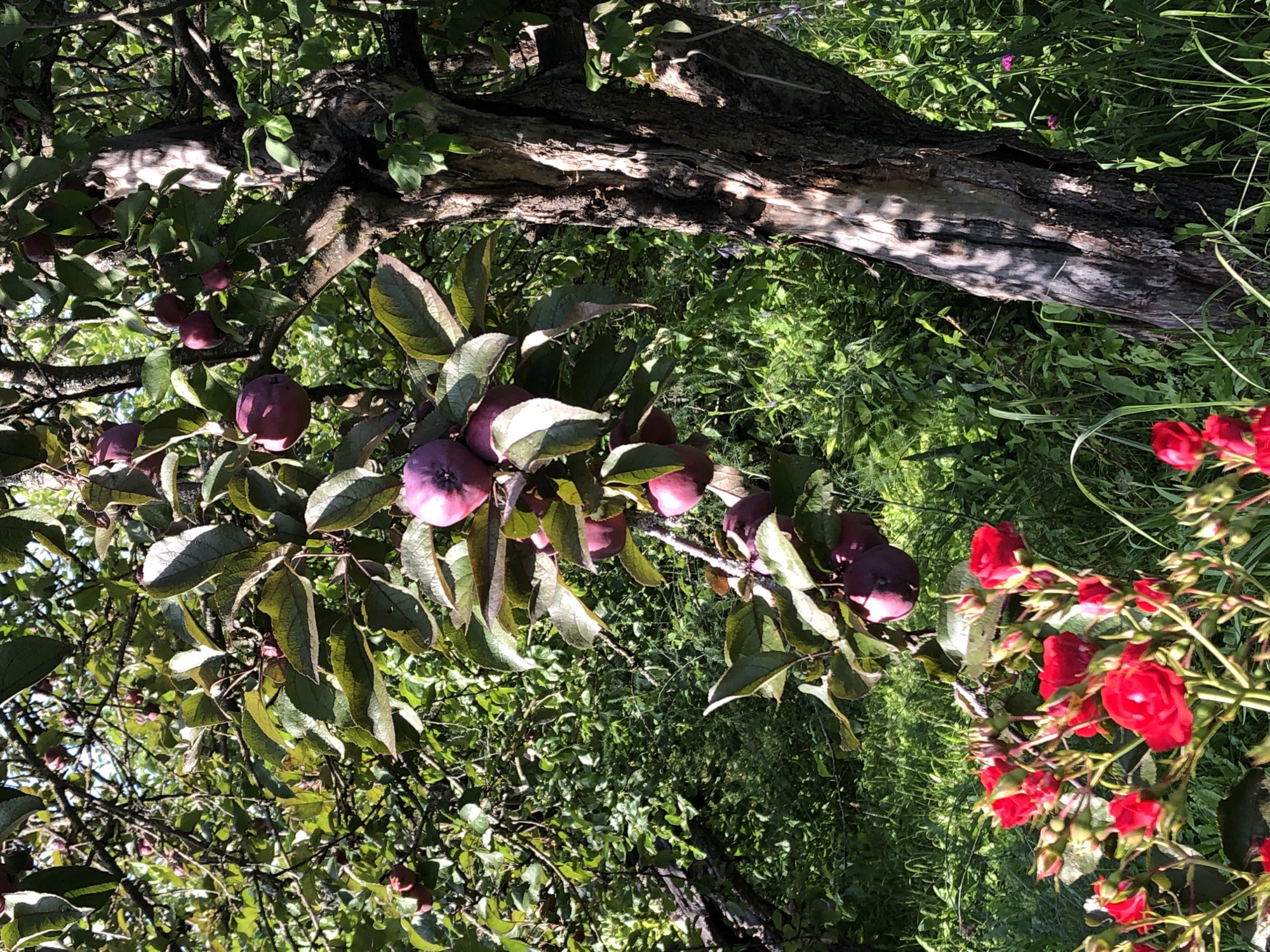 In the foreground of the image, a cluster of vibrant red roses in bloom and bud is visible. The roses are on a plant with green stems and leaves. Behind the roses, an apple tree dominates the scene. The tree has a rough, textured bark and is laden with numerous ripe, dark purple apples hanging from its branches. The leaves on the apple tree are a deep green, some appearing slightly glossy. The background consists of lush green foliage and grass, suggesting an outdoor, natural setting. The lighting indicates it is daytime, with sunlight casting shadows on the tree trunk and some of the leaves. The image appears to be taken in a garden or orchard. The location is identified as Krasnaya Presnya SNT, Russia.