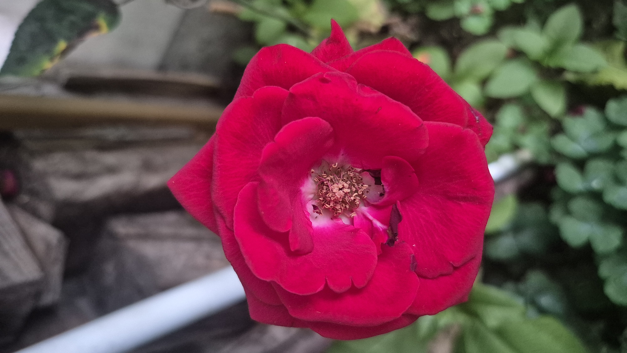 A close-up, top-down shot captures a vibrant red rose in full bloom. The velvety petals are unfurled, revealing the intricate details of the flower's center, which includes stamens and pistils. The background is softly blurred, with hints of green foliage, suggesting an outdoor setting. Part of a white cylindrical object and a textured, wooden surface are visible in the upper left and center of the frame, respectively. The overall impression is one of natural beauty and delicate detail. No specific location within Lovech, Bulgaria can be identified from the provided image.