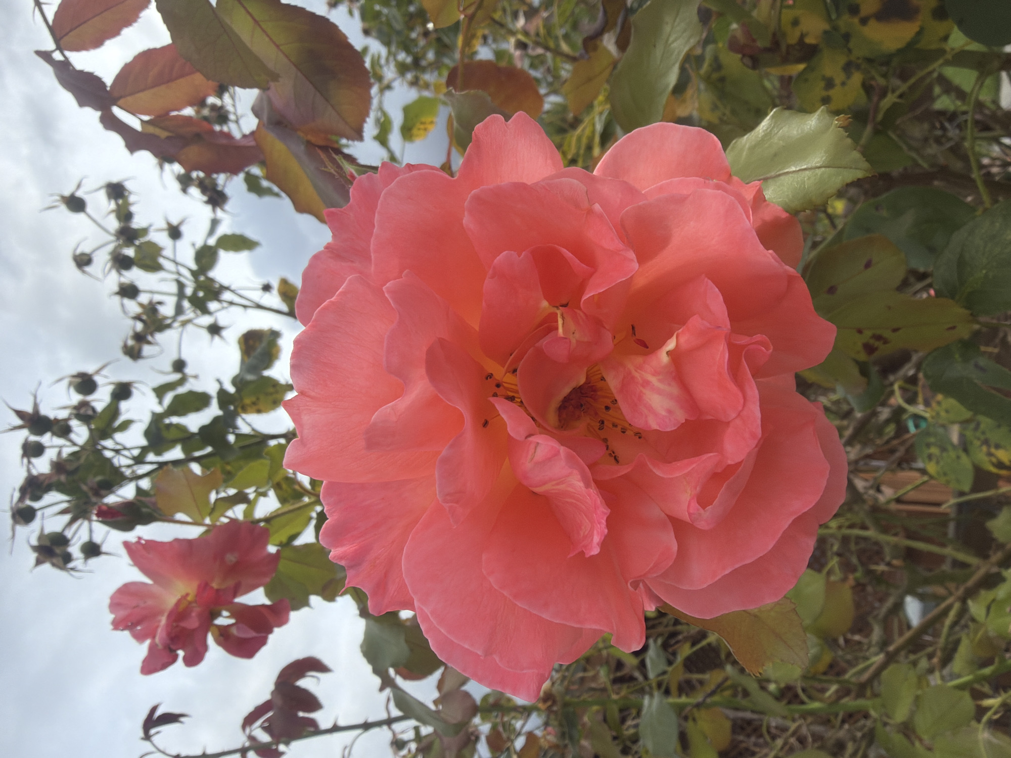 A close-up, eye-level shot captures a vibrant salmon-pink rose in full bloom, dominating the foreground. The rose's petals are soft and layered, with a slight curl at the edges, revealing a cluster of yellow stamens at its center. To the left and slightly behind the main rose, another pink rose, less in focus, shows its petals and stem. The background consists of a grey, cloudy sky, and the rose's bush, with green leaves, some showing autumnal tones of yellow and brown, and dried seed pods. The scene is outdoors, suggesting a garden or park. There are no people or animals present. The image is a photograph taken in Szczecin, Poland, likely in a residential garden, a public park such as Jasne Błonia, or perhaps the Botanical Garden. The natural lighting indicates it's daytime, possibly overcast.