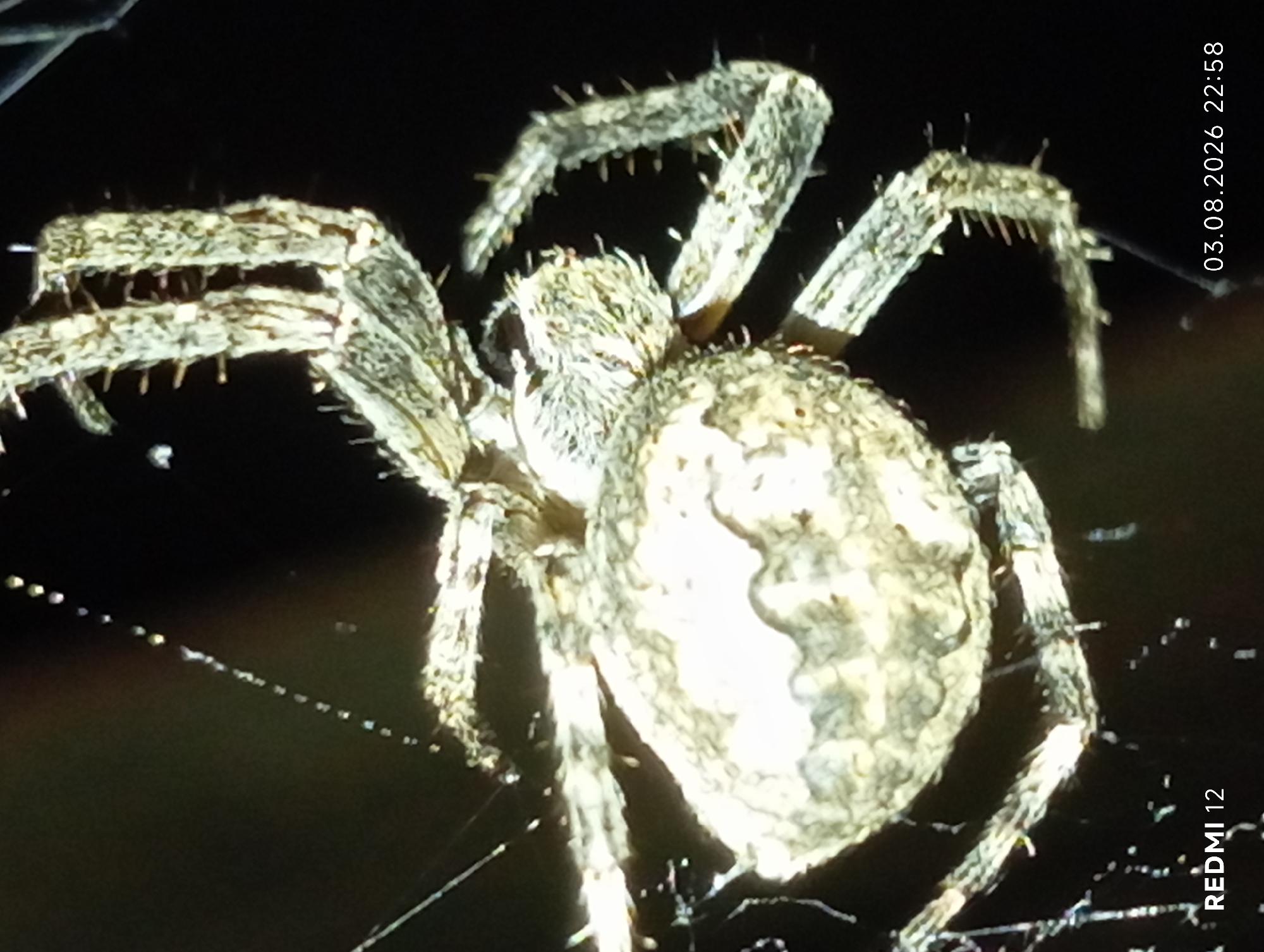 The image is a close-up, low-light photograph of a spider on its web. The spider, a European garden spider (Araneus diadematus), is a medium to large arachnid with a bulbous abdomen patterned with lighter markings against a darker background. Its legs are long and covered in small spines. The spider is positioned centrally, with its body and legs clearly visible against the dark, out-of-focus background of its web. There are small water droplets or dew clinging to the web strands, catching the light. The bottom left corner of the image displays the text "REDMI 12," indicating the device used for capture. The bottom right corner shows the date and time: "03.08.2026 22:58." The location is specified as Smila, Ukraine.