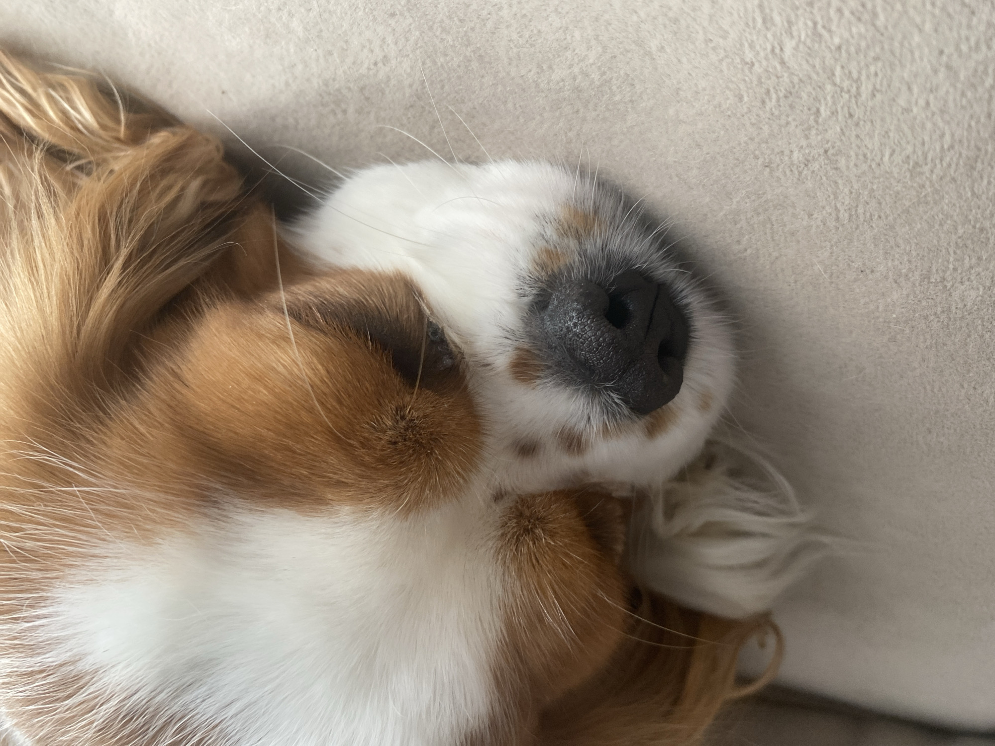 A close-up shot shows a Cavalier King Charles Spaniel dog sleeping on a beige surface. The dog's head is in the foreground, with its brown and white fur clearly visible. The texture of the fur and the dog's nose are in sharp focus. The background is a soft, blurred beige color, suggesting the dog is resting on a couch or bed. There are no people or other objects in the frame. The lighting is soft and natural. The scene appears to be indoors, possibly in a home.