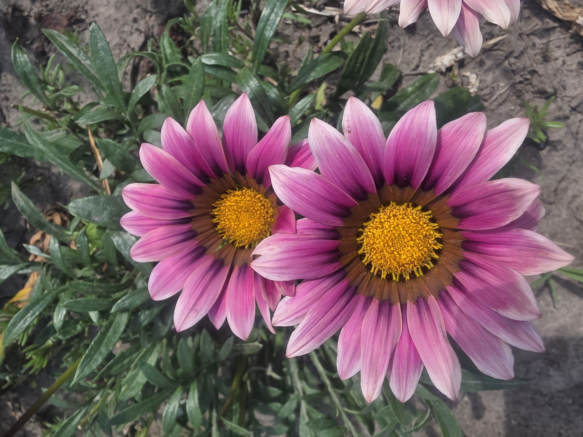 In Bila Tserkva, Ukraine, two vibrant pink gazania flowers are captured in a close-up shot, set against a backdrop of dark soil and green foliage. The flowers, with their distinct yellow centers and striped petals, are the primary subjects. The foreground is dominated by the larger, lower gazania, its petals spread wide, revealing intricate pink and darker pink striations. Above it, a second, slightly smaller gazania mirrors the first, also in full bloom. The surrounding environment consists of the dry, greyish-brown soil, scattered with small pebbles and organic debris. Lush, dark green, elongated leaves of the gazania plants form a dense canopy, partially obscuring the ground. The lighting suggests it is daytime, with shadows and highlights indicating a clear, sunny atmosphere. No people are present in the scene.