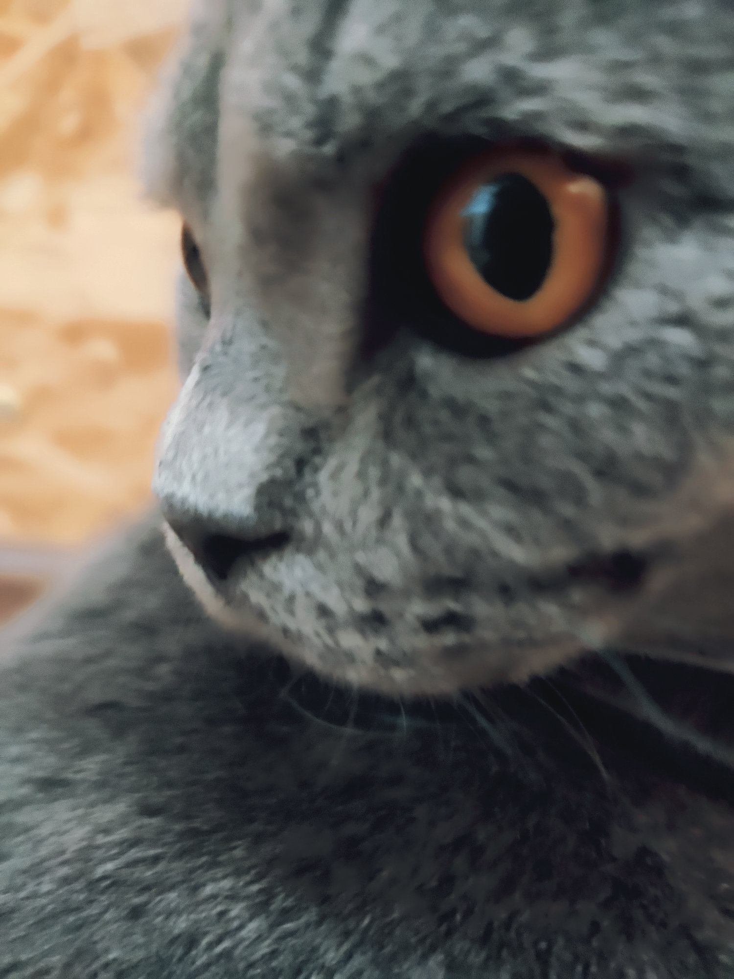 The image is a close-up, portrait-style photograph of a grey cat with striking orange eyes. The cat's fur has a tabby pattern, and the focus is on its head and the right side of its face. The background is blurred and appears to be a warm, textured surface, possibly a wall or fabric. The lighting highlights the cat's eye, making it the central point of interest. There is no information in the image to suggest its location in Zlatopil, Ukraine.