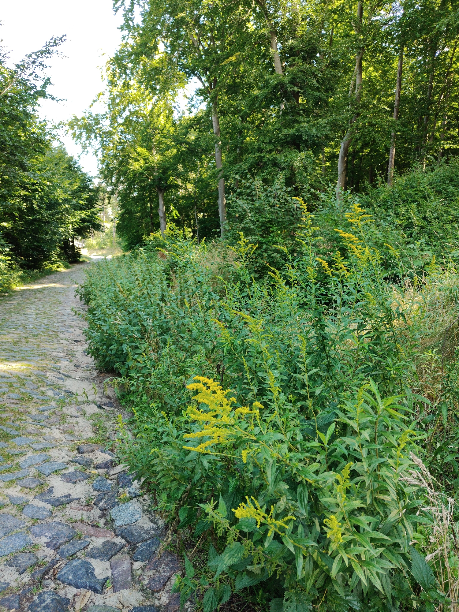 This is a photograph taken in Rumia, Poland, showing a cobbled path curving through a wooded area. On the right side of the path, dense green foliage with scattered yellow flowers grows tall. The path is made of rough, irregularly shaped stones and sand. In the background, tall trees with green leaves create a canopy, with sunlight filtering through to illuminate the path and surrounding vegetation. The scene appears to be a natural, outdoor setting, likely a park or forest trail. There are no people or animals visible in the image.