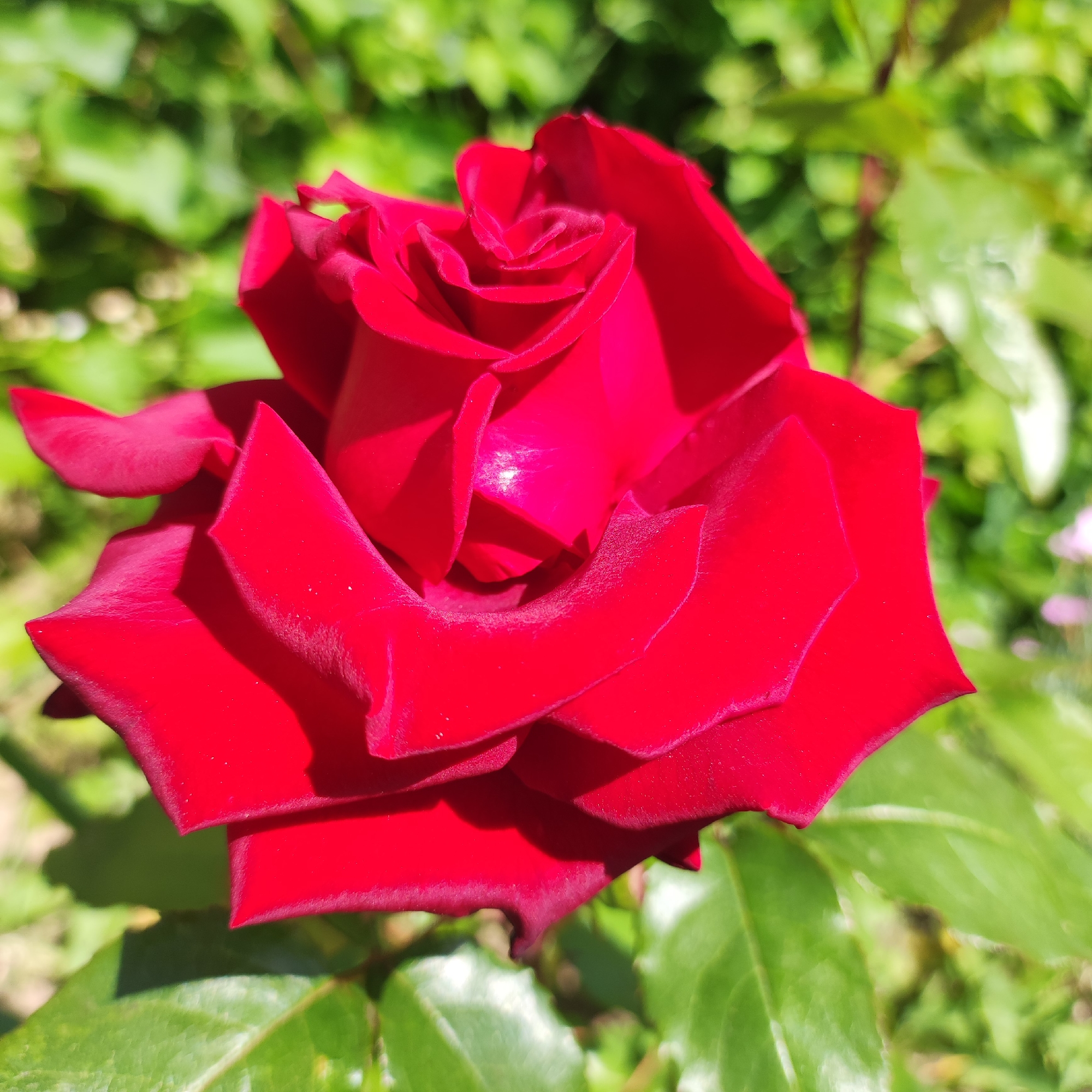 A close-up, high-angle, eye-level shot captures a vibrant red rose in full bloom, set against a soft-focus background of lush green foliage. The rose, positioned in the lower right quadrant, dominates the frame with its velvety petals unfurling in intricate layers. Sunlight illuminates the flower, highlighting subtle variations in shade and creating delicate shadows between the petals. The background consists of blurred green leaves, suggesting an outdoor garden setting. The scene appears to be a serene moment in nature, possibly in a garden within Navoloki, Russia, where the natural beauty of a rose is showcased.
