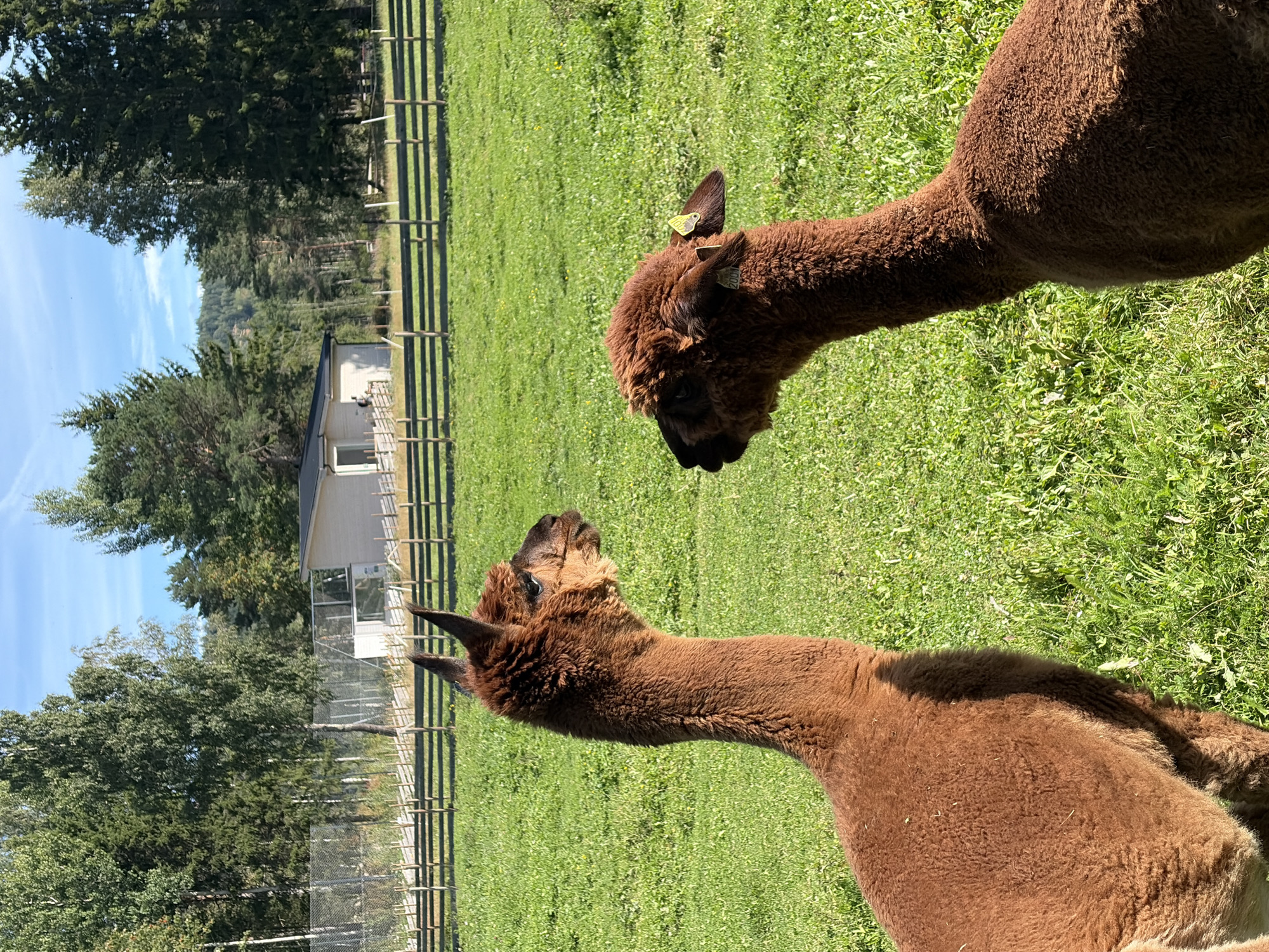 Two brown alpacas are in a grassy field. The alpaca on the left is facing to the right, its head turned to look at the other alpaca. The alpaca on the right is facing to the left, its head turned to look at the first alpaca. Both alpacas have brown fur and long necks. The field is green and sunny, with trees in the background. There is a wooden fence in the middle ground and a building behind the fence. The location is Tangen, Norway.