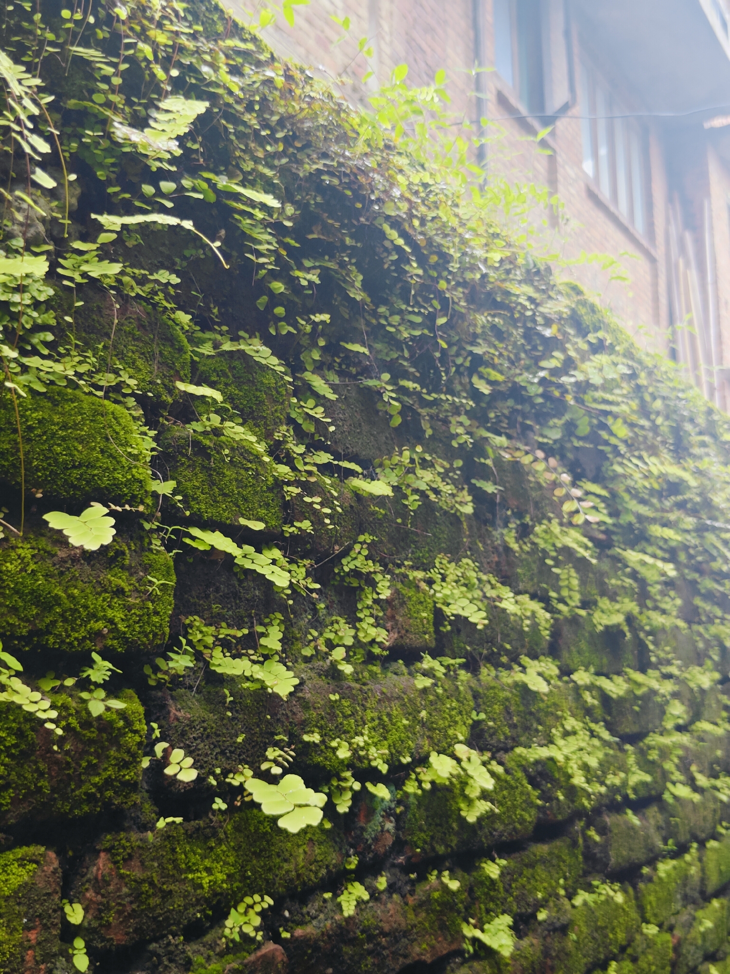 The image shows a moss-covered brick wall on the side of a building, with small green plants growing on it. The wall is made of red bricks and is covered in thick green moss and scattered small-leaved plants. The building appears to be two stories high and is made of brick. Windows are visible on the upper floors. The scene suggests an outdoor environment, possibly in an alleyway or side street in Kirtipur, Nepal, given the characteristic brick construction and lush vegetation often found in the region. The lighting is soft, indicating it might be a cloudy day or the image was taken during twilight. No people are visible in the frame.