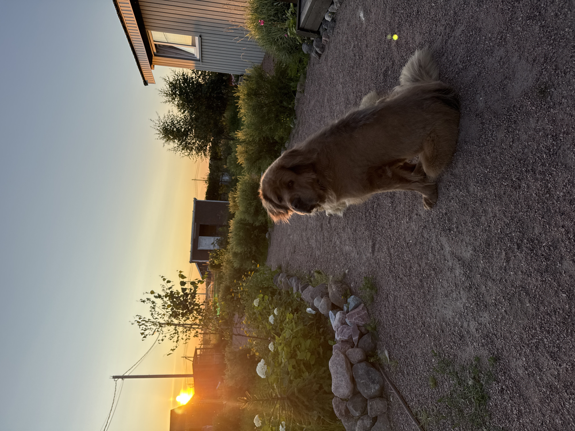 The image depicts a large, fluffy, brown dog sitting on a gravel path in an outdoor setting. The dog is facing to the left, with its head turned slightly towards the camera. Behind the dog, there is a pathway bordered by a stone wall on the left, which surrounds a garden with green foliage and white flowers. In the background, there are several small buildings and trees. The sky is clear with a gradient from a light blue at the top to an orangey-yellow near the horizon, indicating a sunset. The sun itself is visible on the left side of the image, casting a warm glow. The overall scene appears to be a residential or dacha area in a rural or suburban location. The location is specified as Kempelevo, Russia.
