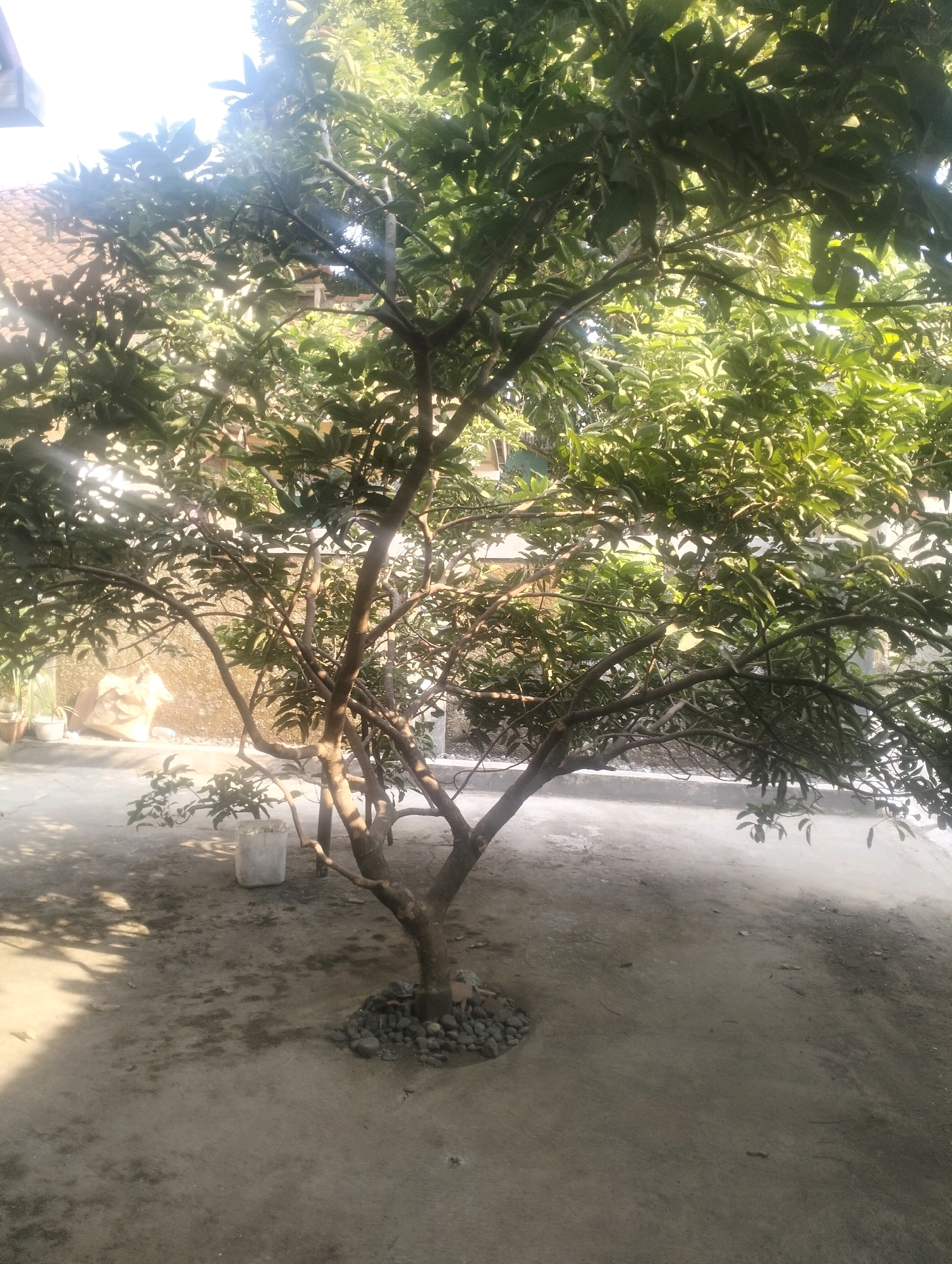 A young tree with dark brown, branching limbs and green leaves is centrally located in the frame. The tree is planted in the ground, with a ring of dark gray stones around its base. The ground is a light gray, dusty concrete surface with scattered dry leaves and small shadows from the tree. In the background, there is a textured wall, possibly made of concrete or stucco, with a slight slope upwards. To the left of the tree, a white cylindrical object, possibly a planter or bucket, is visible near the wall. Further to the left, the edge of a roof with brown tiles and part of a building are visible. The scene is outdoors, bathed in bright, natural sunlight that casts shadows. The overall impression is of a simple, somewhat unkempt outdoor area, possibly a backyard or alleyway, in a warm climate. The image is captured from a slightly low angle, looking up towards the tree and the bright sky.