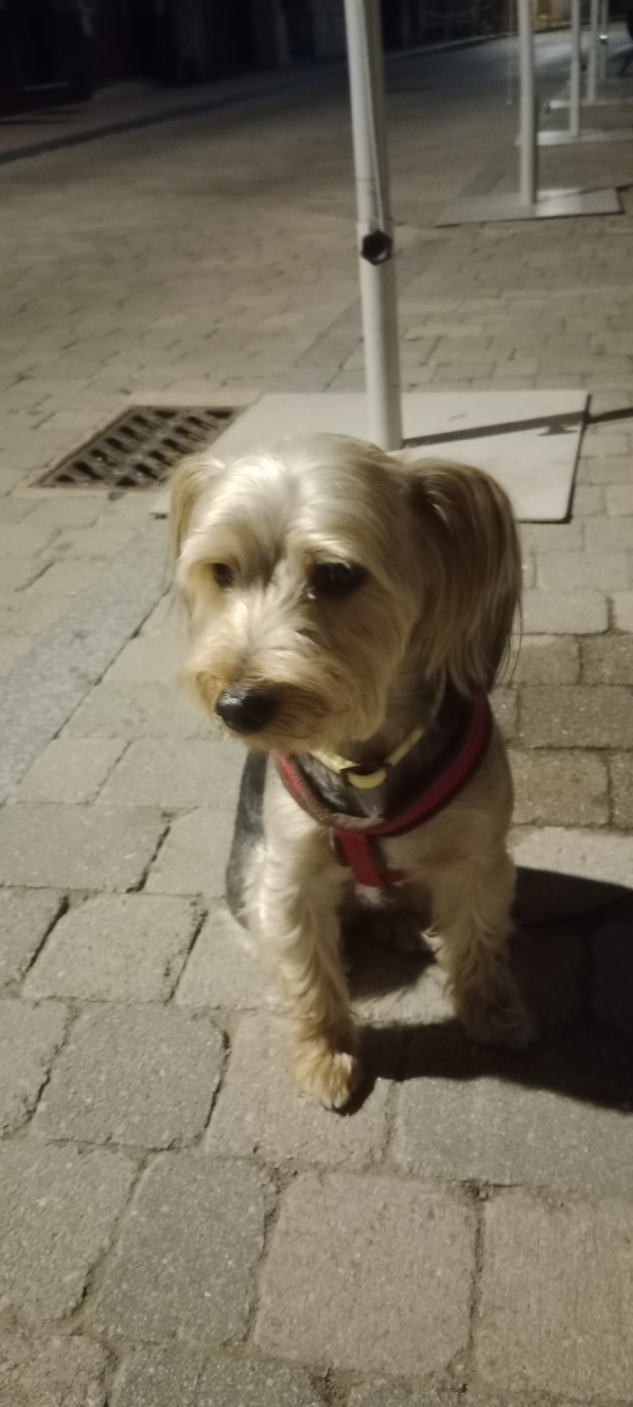 A Yorkshire Terrier dog wearing a red and black harness sits on a paved sidewalk. The dog has light brown fur and is looking down and to the left. In the background, a white pole with a black knob is visible, along with a metal grate on the ground and a white surface that may be part of an umbrella stand. The scene is outdoors and appears to be in a public area, possibly a plaza or street in Riaza, Spain, given the cobblestone-like pavement. The lighting suggests it may be evening or nighttime.