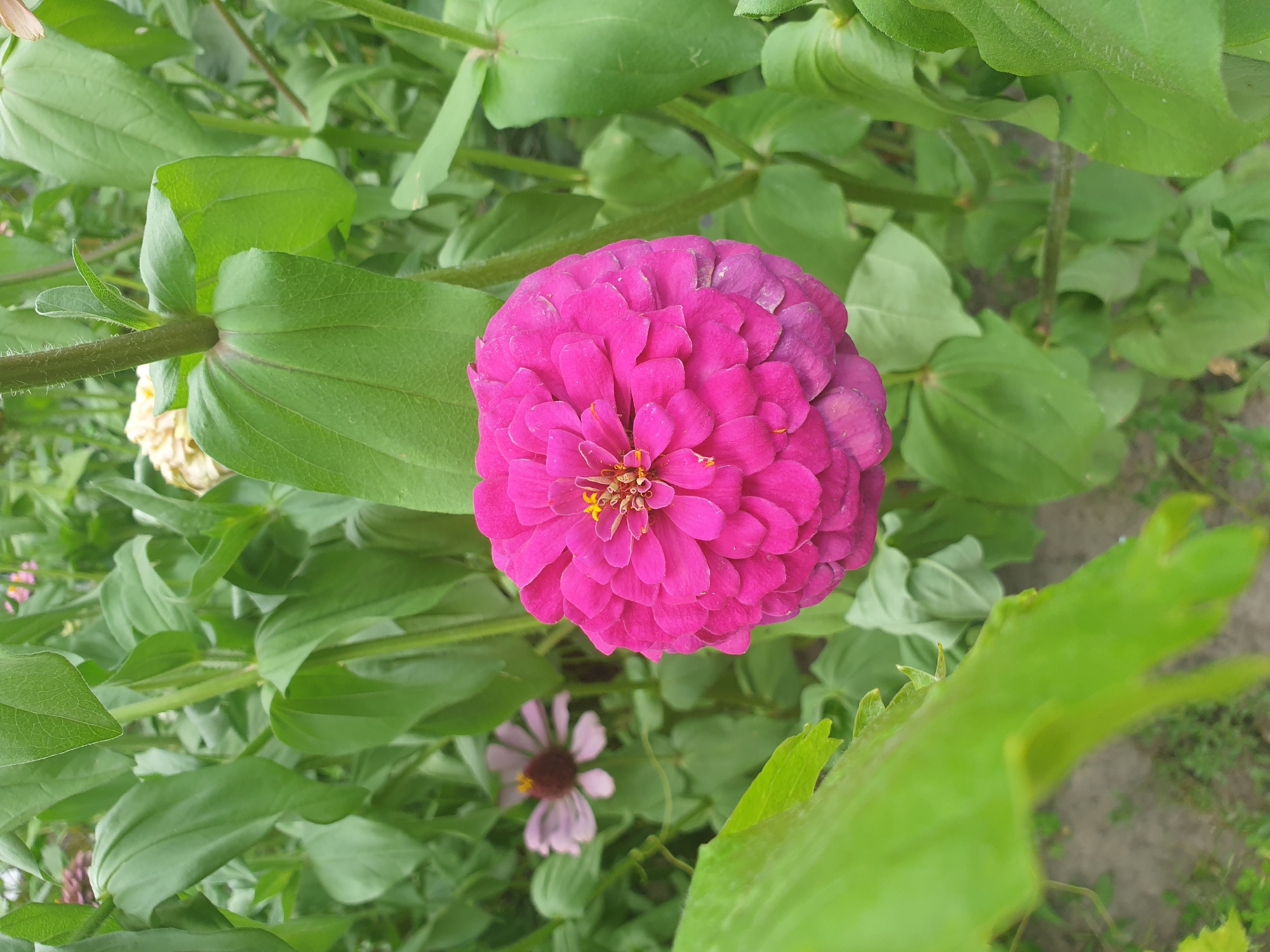 A close-up, eye-level, outdoor shot shows a bright pink zinnia flower in full bloom, filling the right side of the frame. The zinnia has tightly packed, ruffled petals that create a spherical shape. Yellow stamens are visible in the center of the flower. Behind the pink zinnia, a faded pale pink zinnia with a darker center is visible, out of focus. The flowers are surrounded by lush green foliage, with some leaves in the foreground partially obscuring the view of the main zinnia. The background is filled with more green leaves and stems, suggesting a garden or natural setting. The ground below is a mixture of dirt and grass. The scene is lit by natural daylight, casting soft shadows. The location is identified as Lozovyi Yar, Ukraine.
