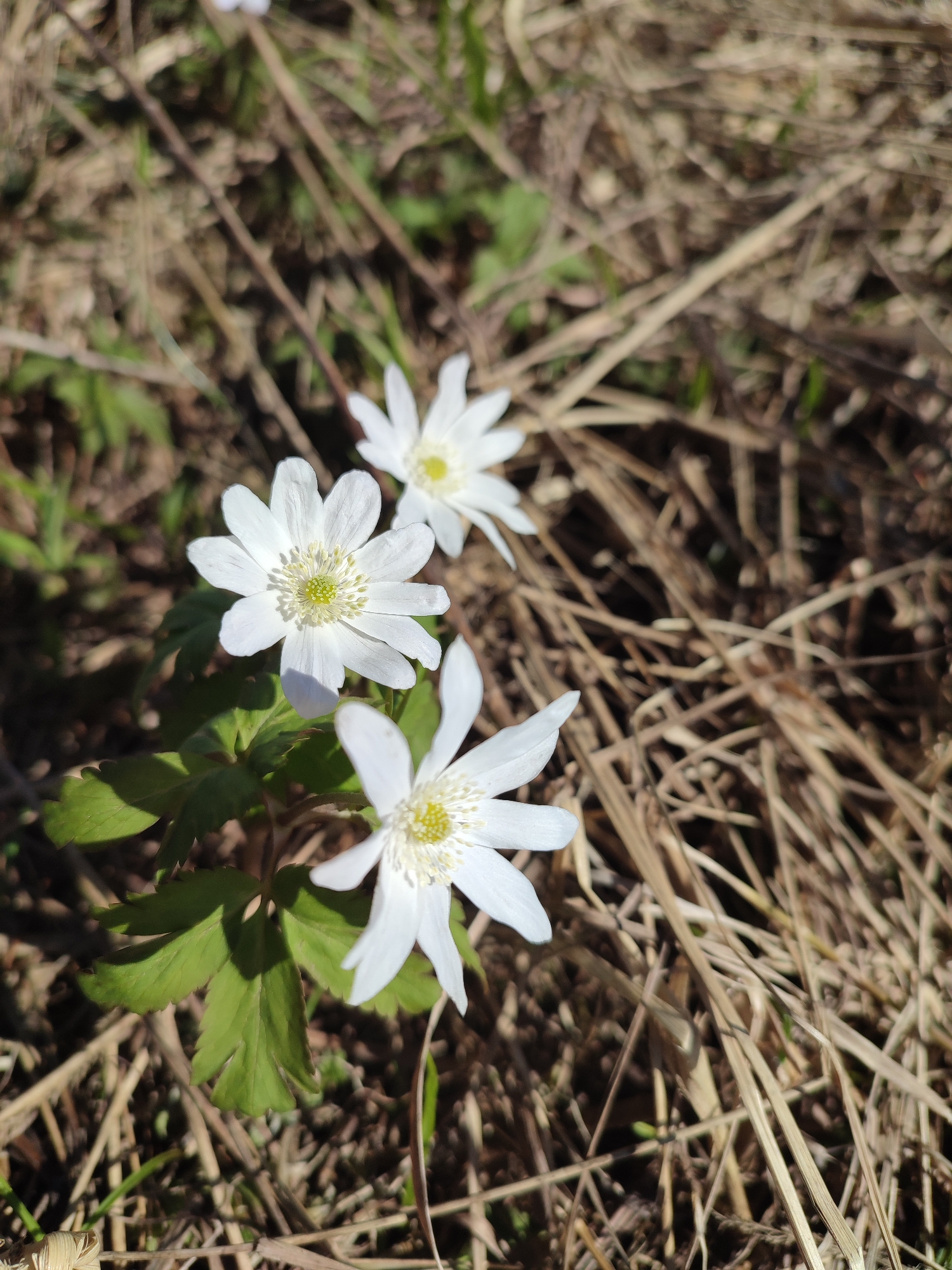 The image depicts three white anemone flowers with yellow centers blooming among dried grass and green leaves. The location is Unknown, Unknown. The flowers are in focus, while the background is slightly blurred, suggesting a shallow depth of field. Sunlight illuminates the scene.
